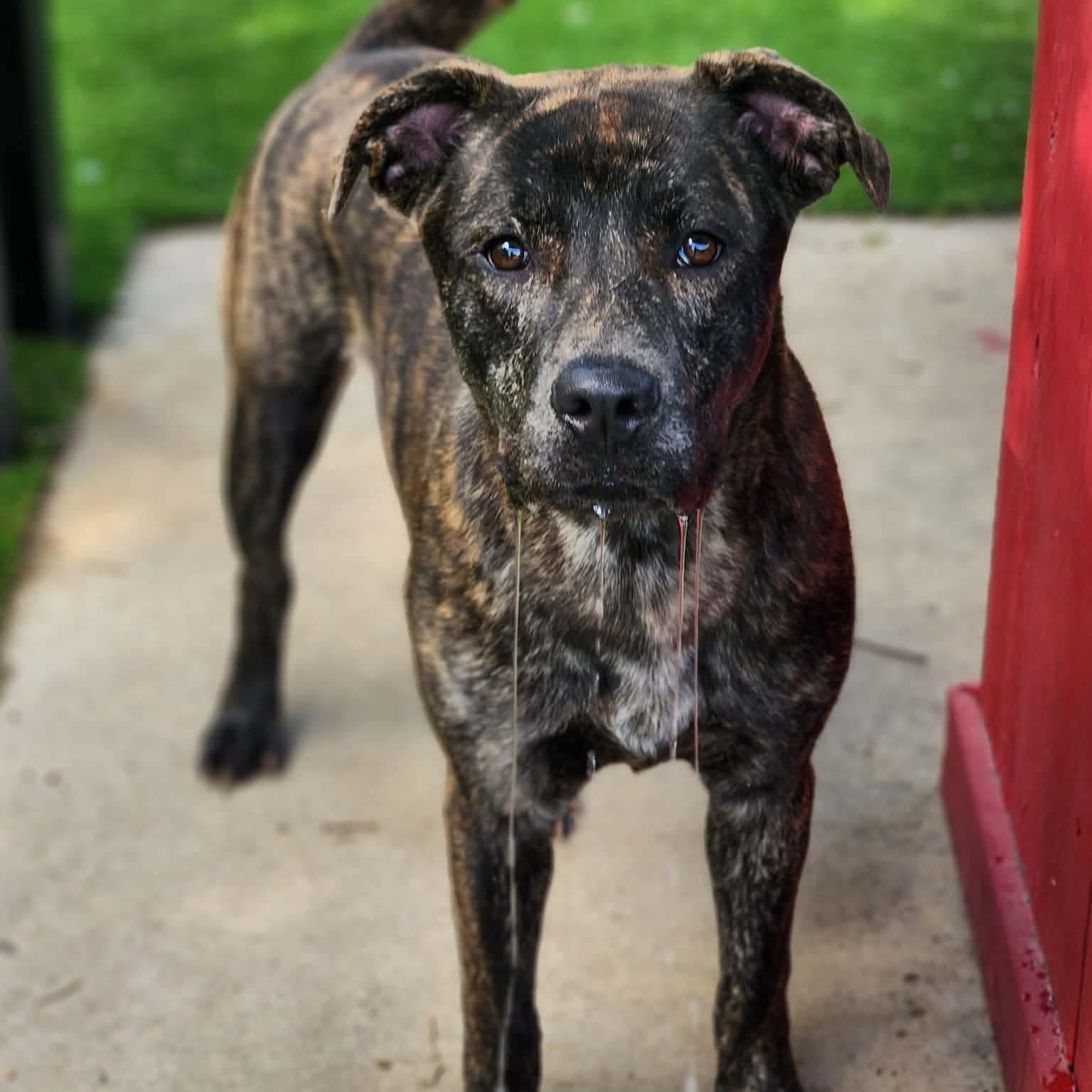 Enlarge Shalom, a Adoptable mixed breed in Allen, TX image 1/5