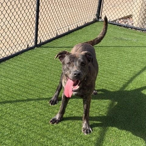 Enlarge Shalom, a Adoptable mixed breed in Allen, TX image 2/5