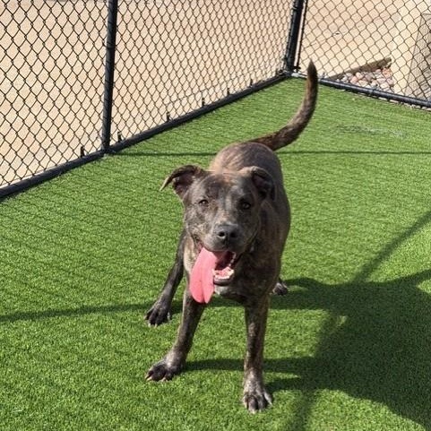 Enlarge Shalom, a Adoptable mixed breed in Allen, TX image 4/5