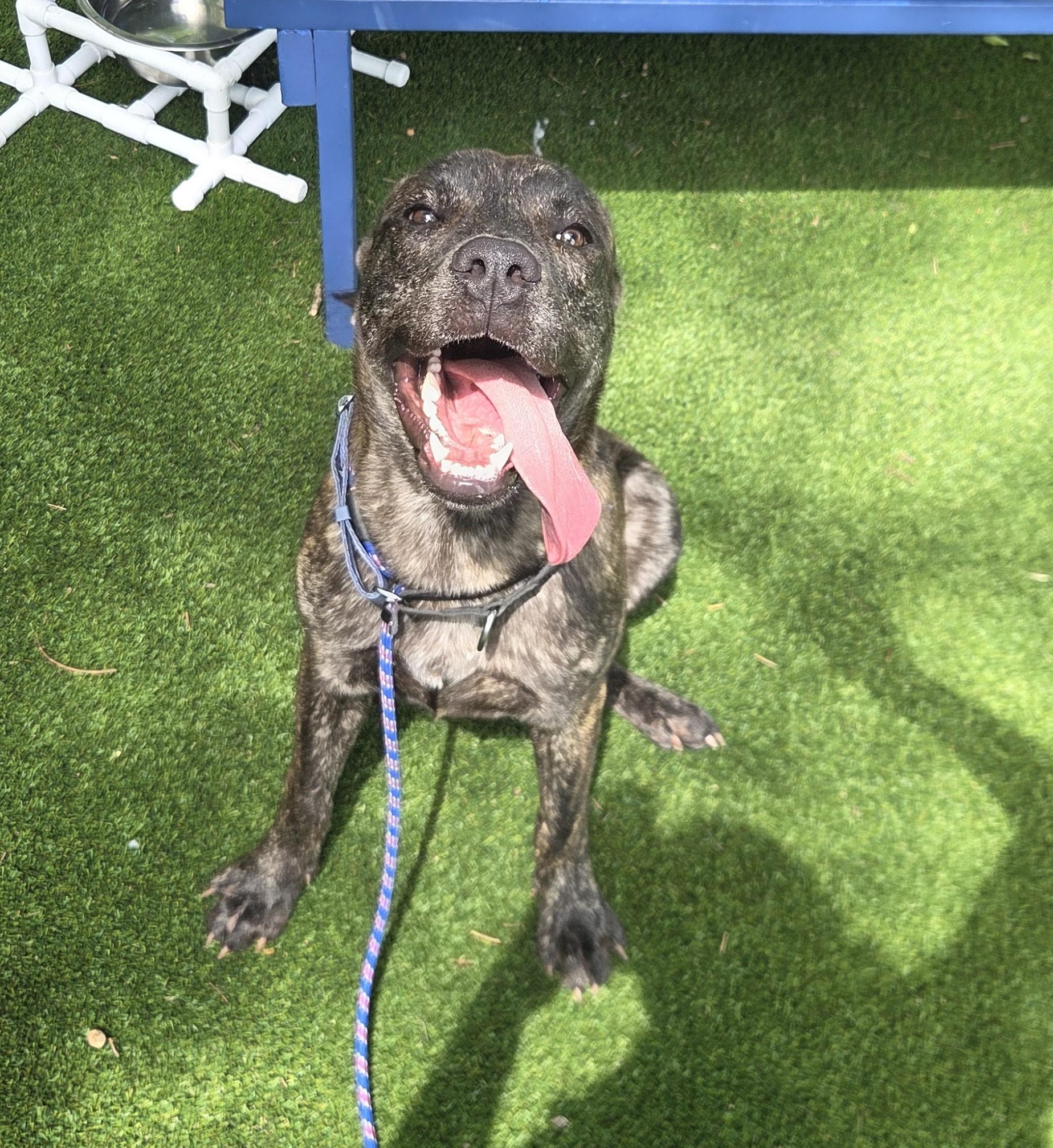 Enlarge Shalom, a Adoptable mixed breed in Allen, TX image 5/5