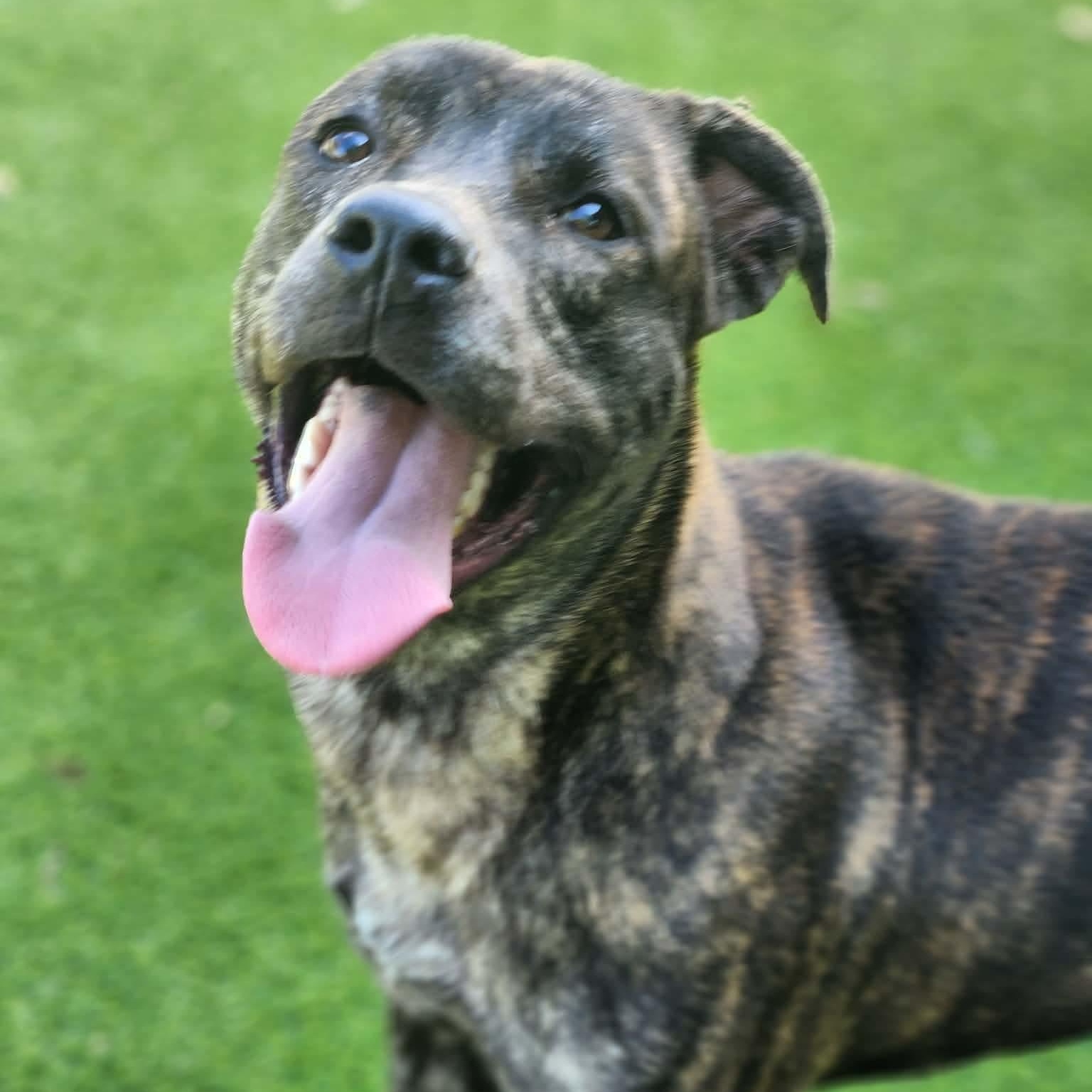 Enlarge Shalom, a Adoptable mixed breed in Allen, TX image 3/5