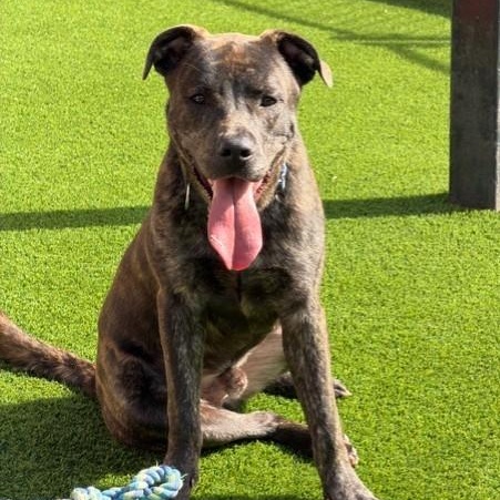 Enlarge Shalom, a Adoptable mixed breed in Allen, TX image 2/5