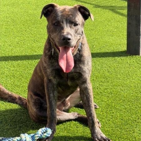 Enlarge Shalom, a Adoptable mixed breed in Allen, TX image 1/5