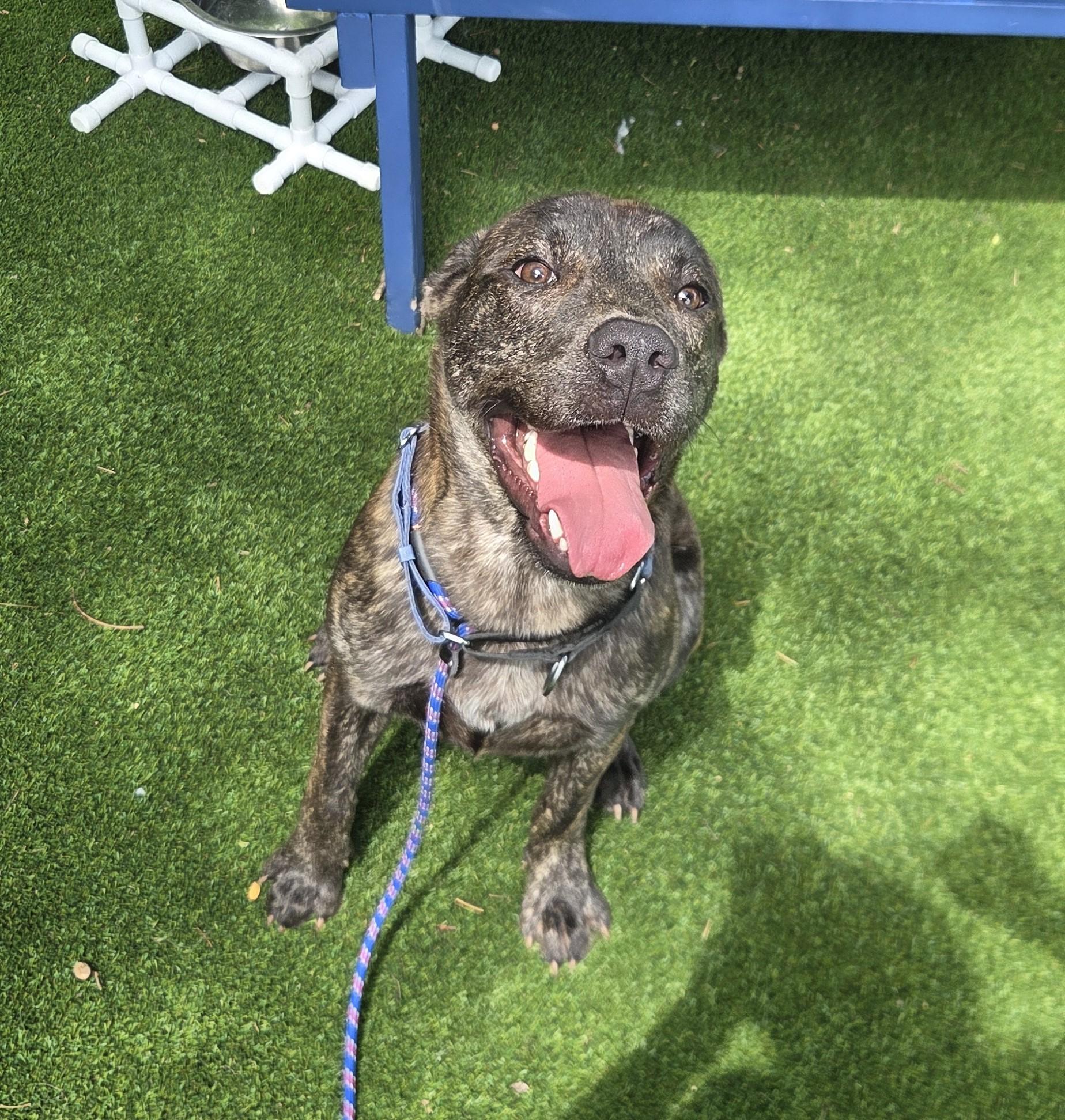 Enlarge Shalom, a Adoptable mixed breed in Allen, TX image 4/5