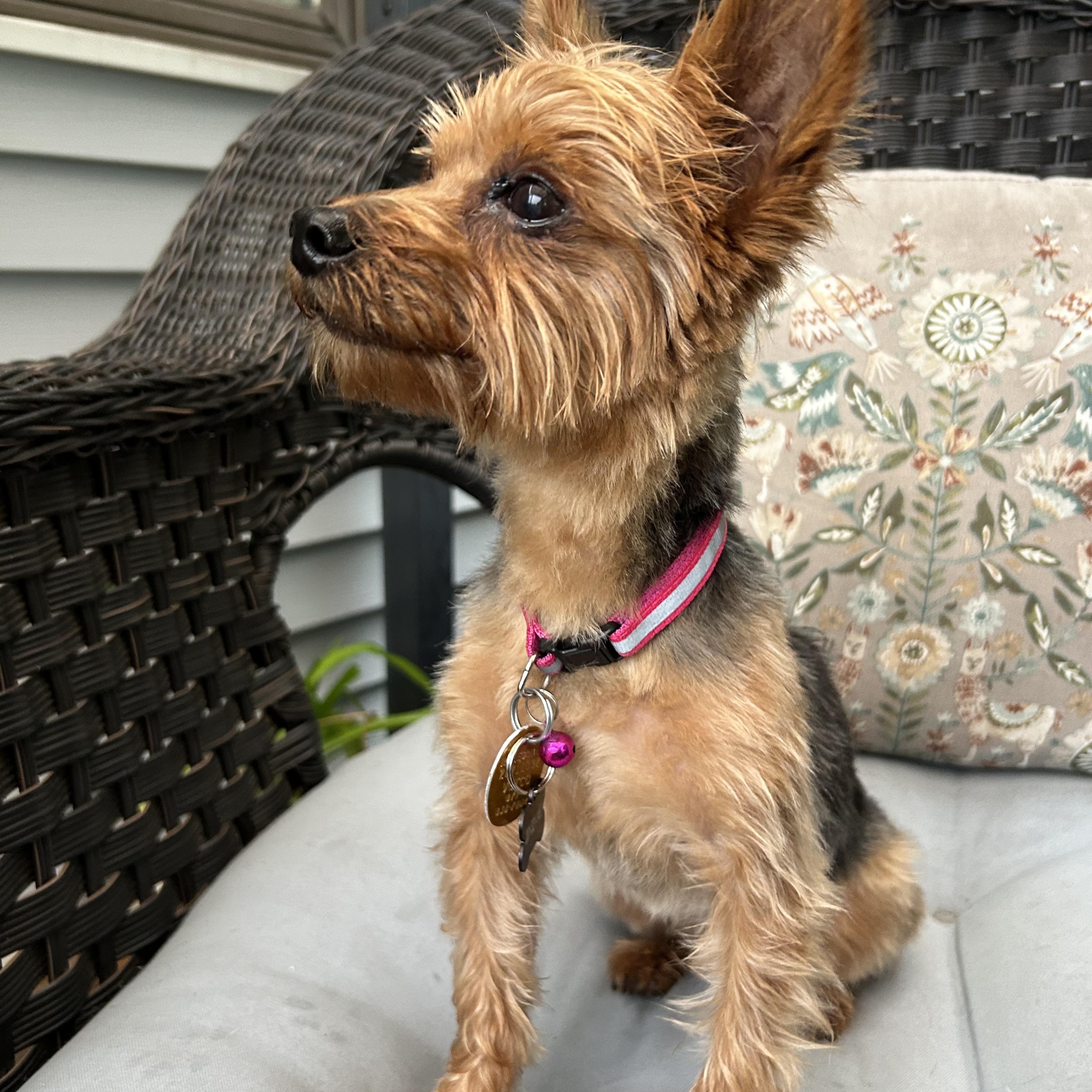 Enlarge Prince, a Adoptable Yorkshire Terrier in Closter, NJ image 2/3