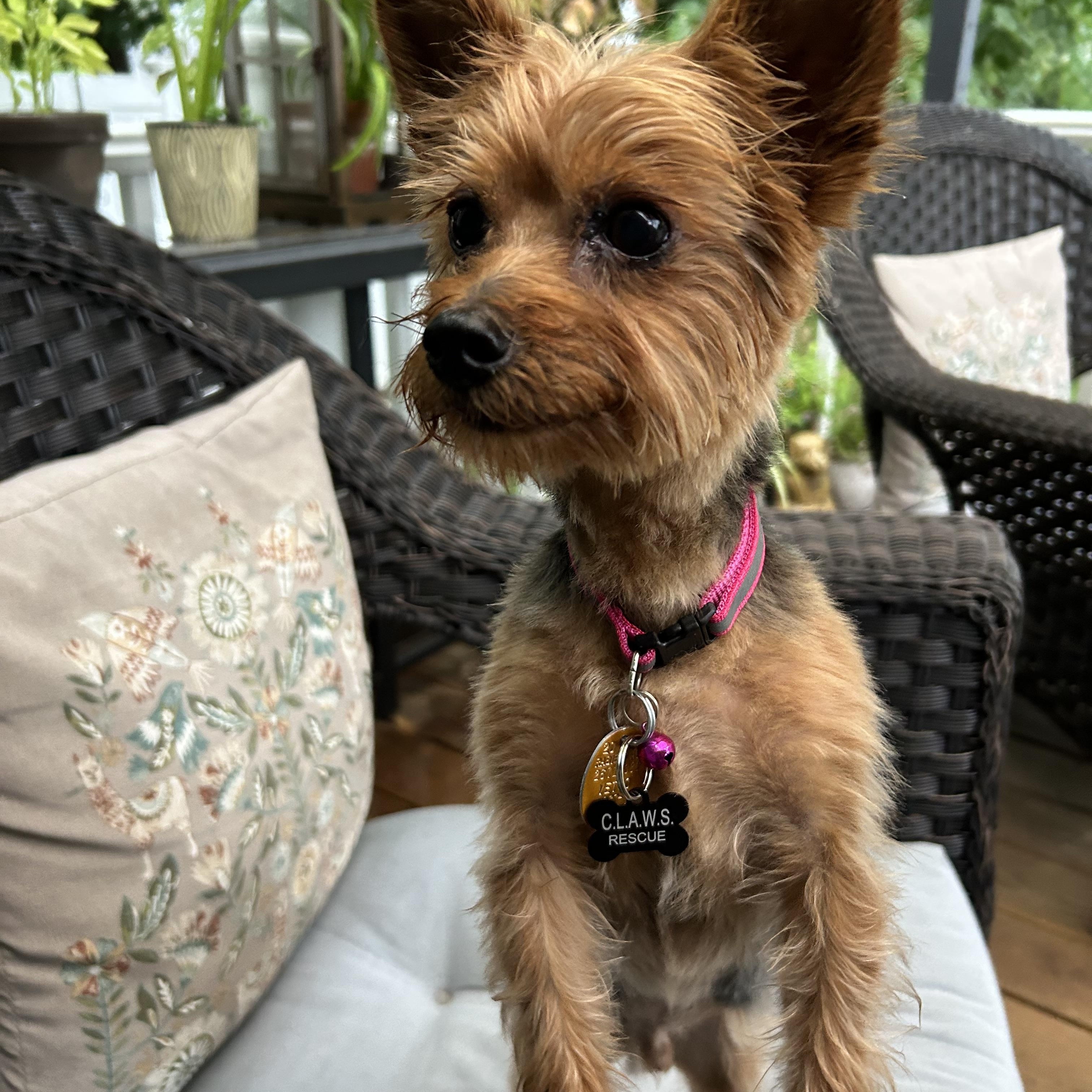 Prince, Adoptable, Adult Male Yorkshire Terrier.