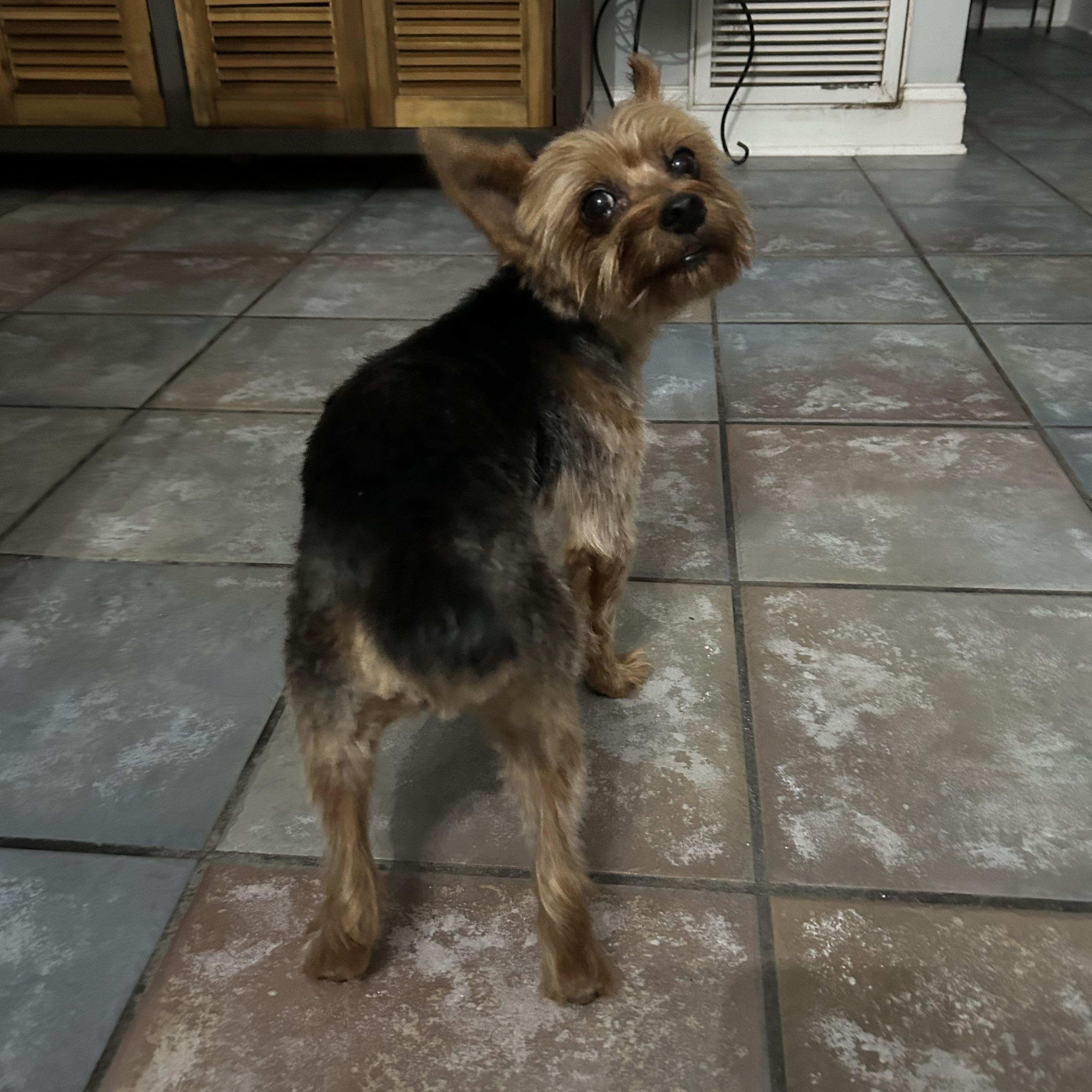 Enlarge Prince, a Adoptable Yorkshire Terrier in Closter, NJ image 3/3