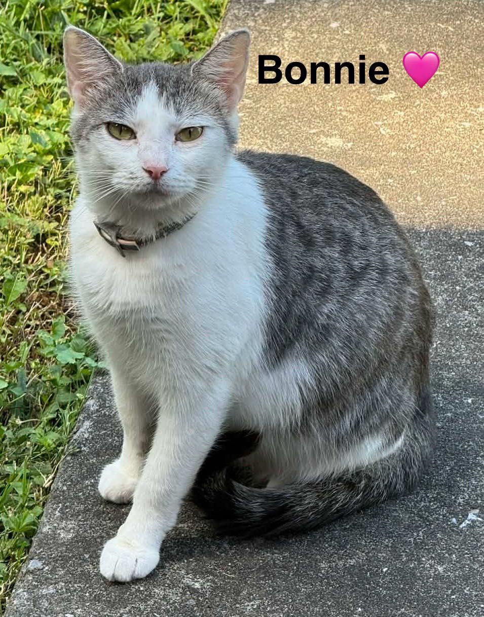 Bonnie, Adoptable, Young Female Tabby.