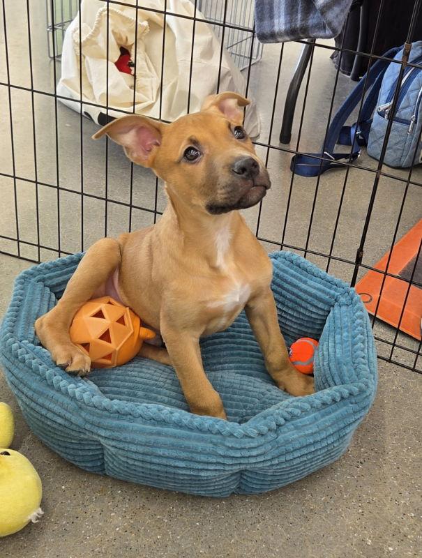 Cypher - Matrix, Adoptable, Puppy Male Terrier.