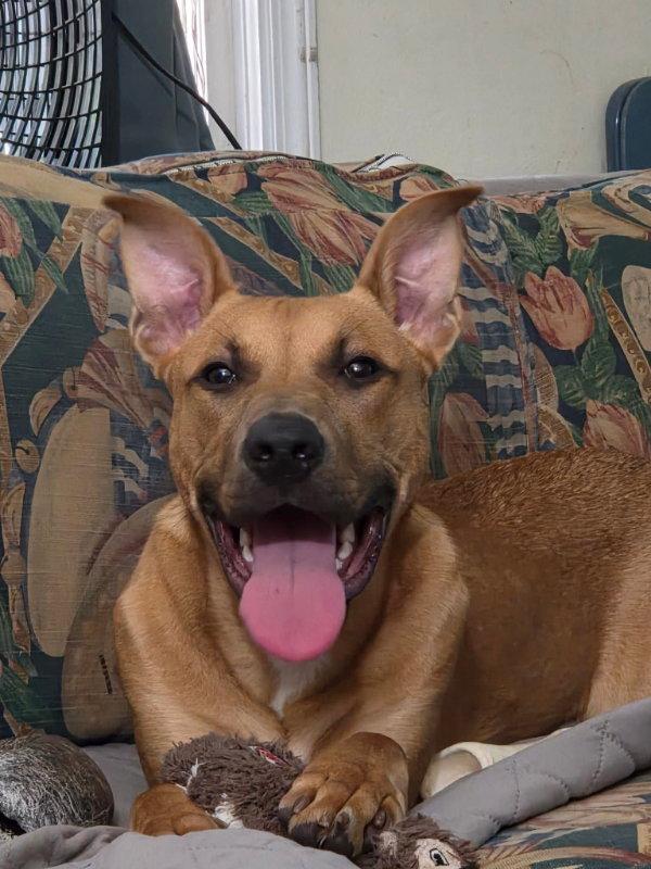 Enlarge Cypher - Matrix, a Adoptable mixed breed in Wyoming, MI image 2/2