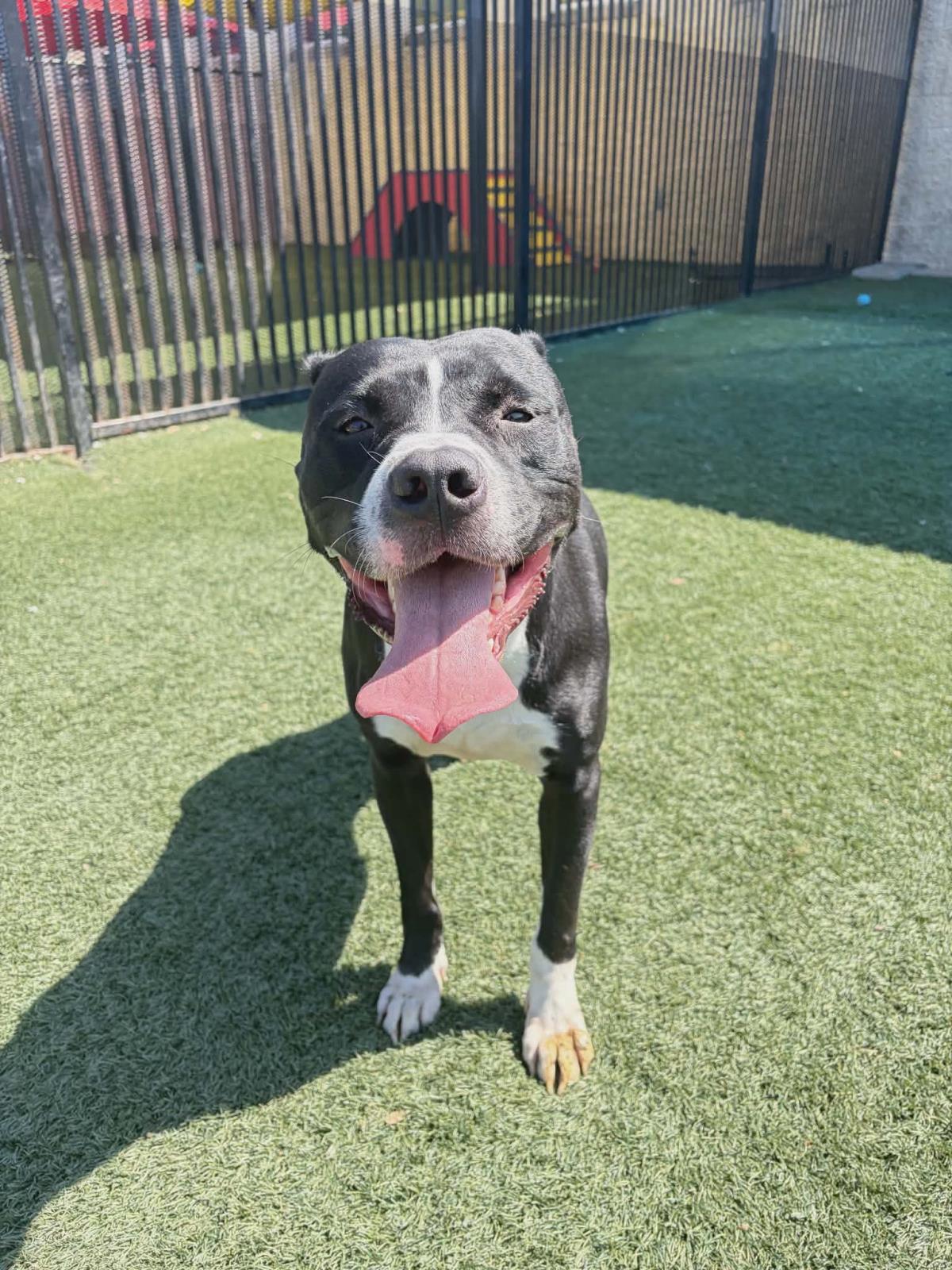 Titus, Adoptable, Adult Male Pit Bull Terrier.