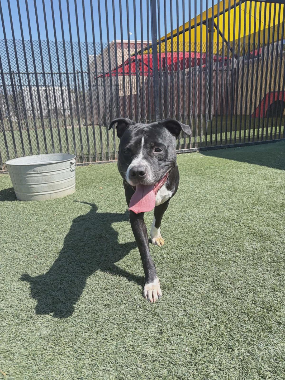 Titus, a Adoptable Pit Bull Terrier in Rockwall, TX image 2/3