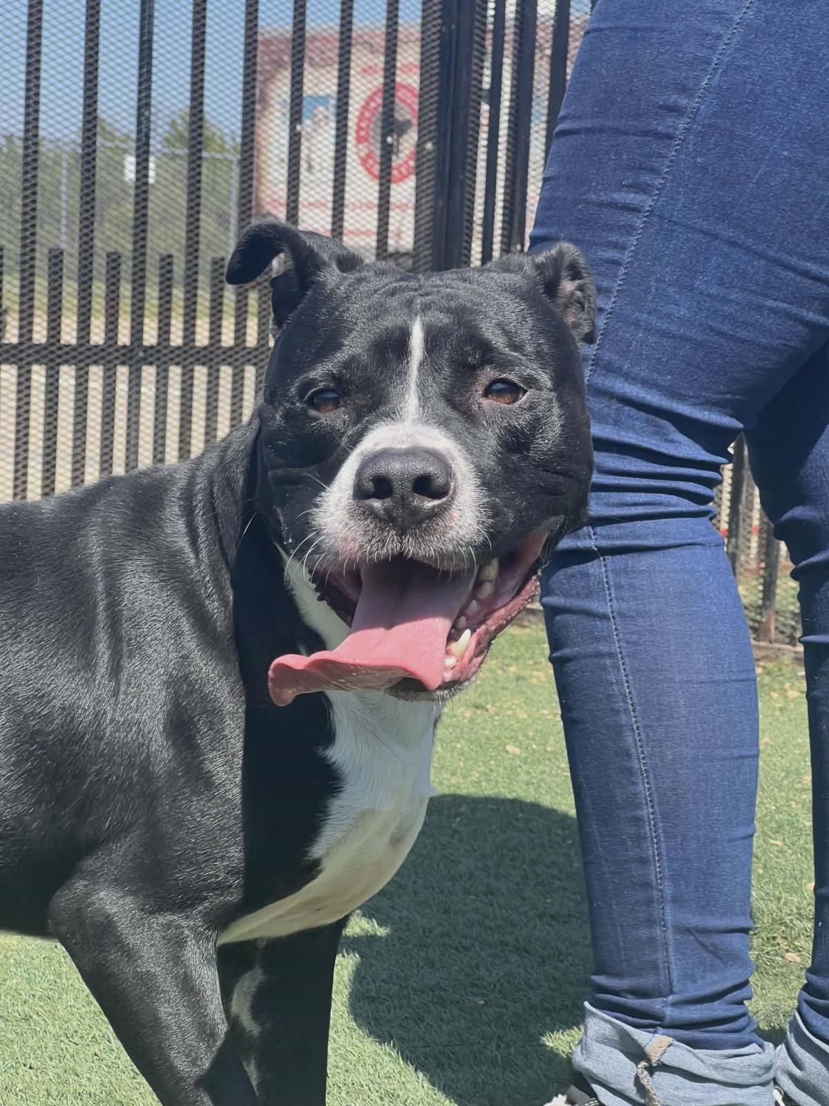 Titus, a Adoptable Pit Bull Terrier in Rockwall, TX image 3/3