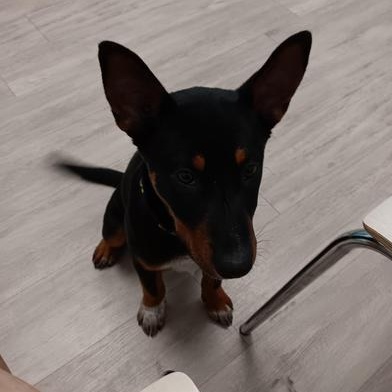 Angel — thumbnail 2