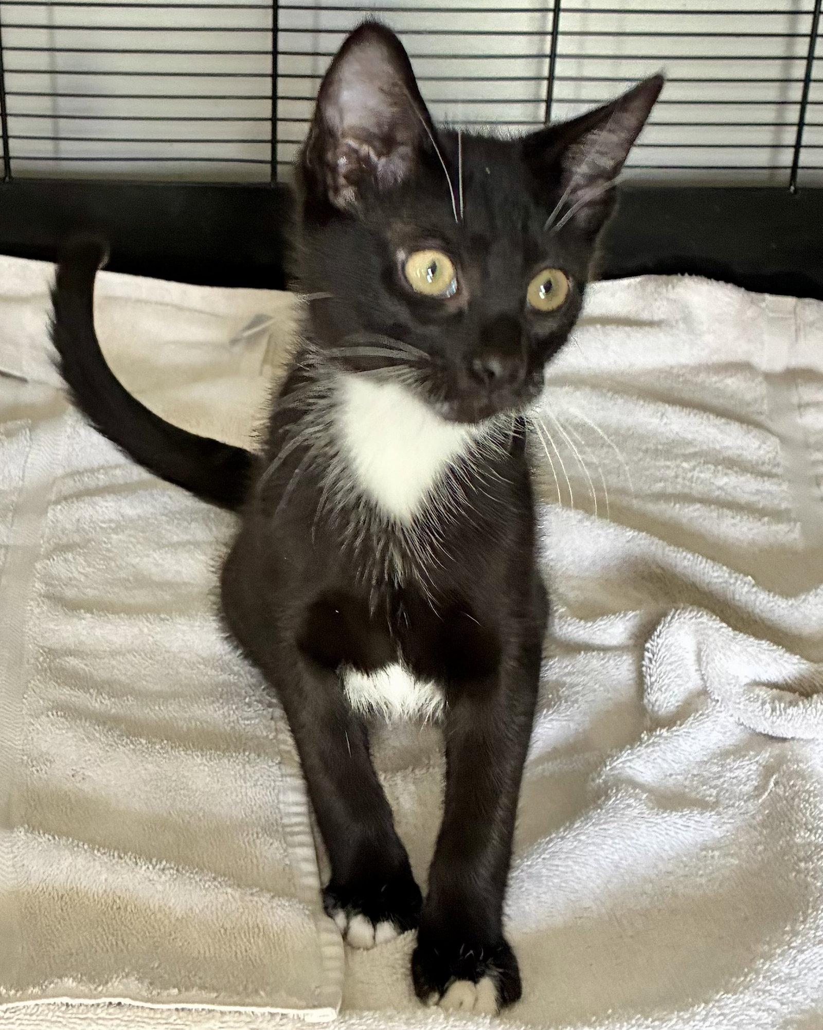 Penn, a Adoptable mixed breed in Lexington, SC image 2/3