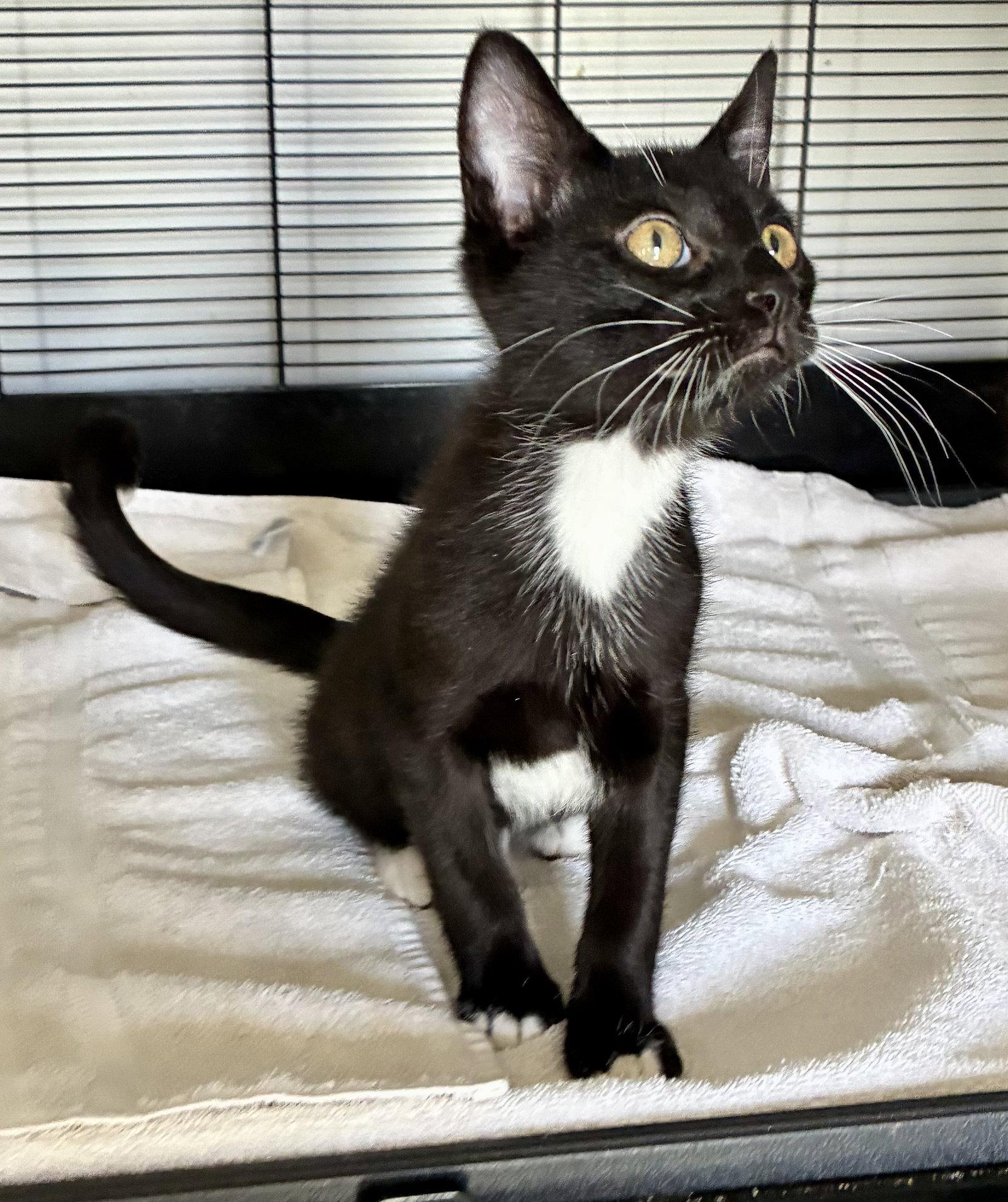 Penn, a Adoptable mixed breed in Lexington, SC image 3/3