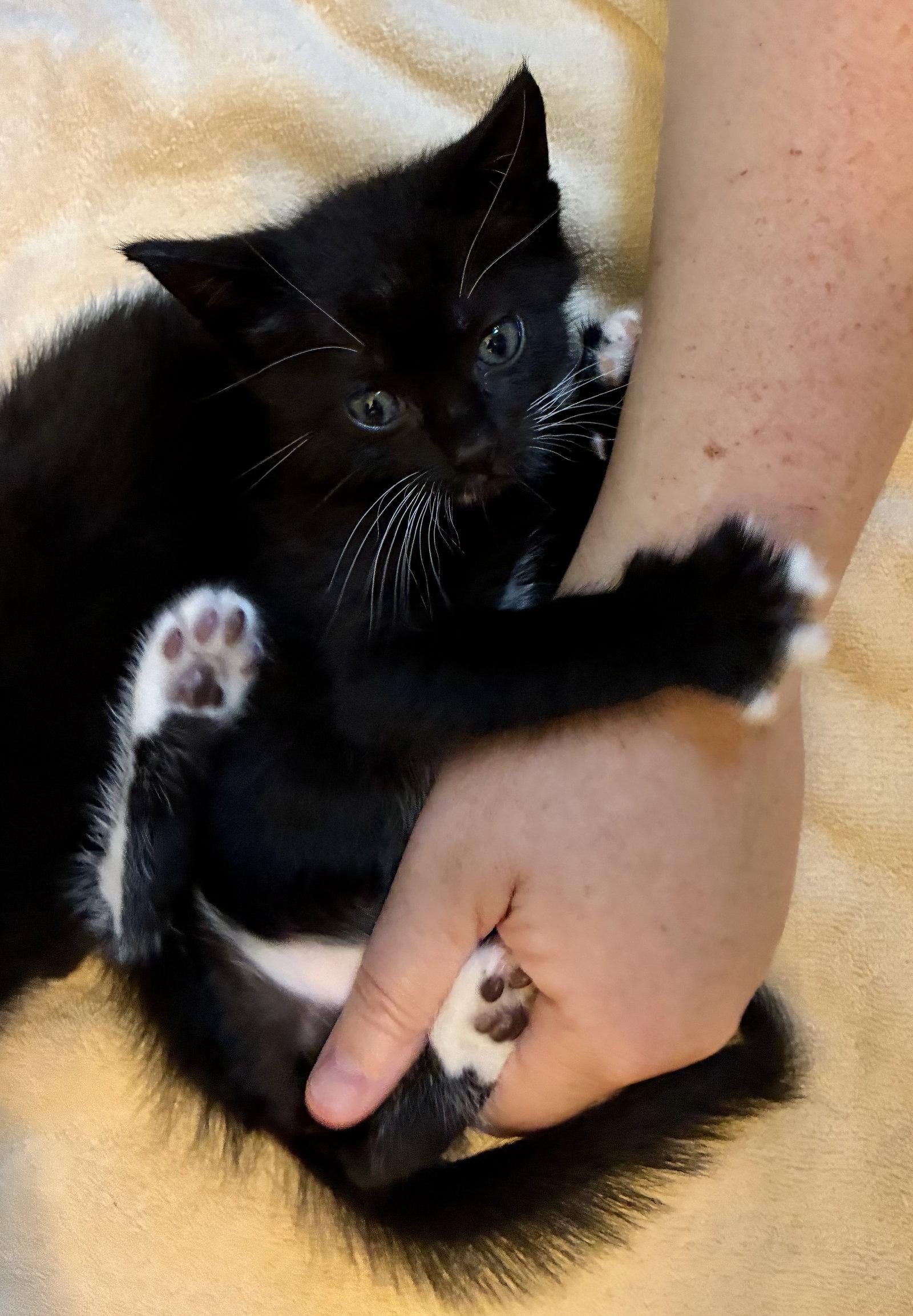 Penn, a Adoptable Domestic Short Hair in Lexington, SC image 2/3