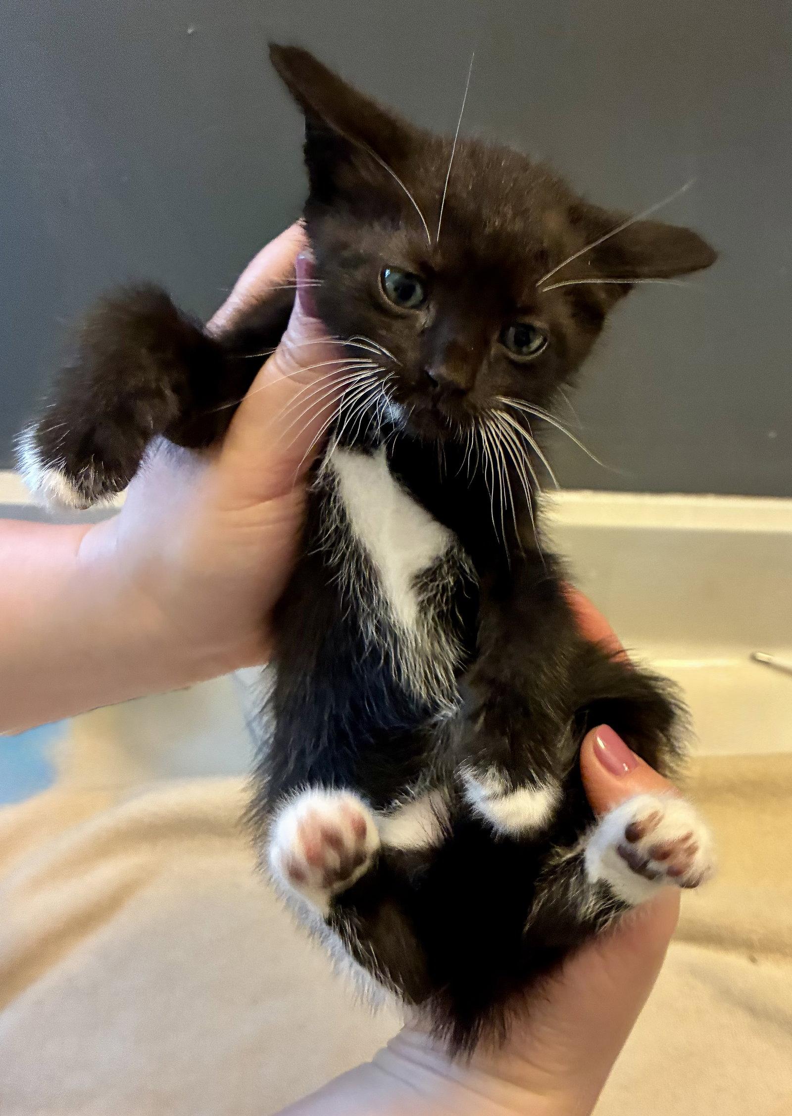 Penn, a Adoptable Domestic Short Hair in Lexington, SC image 3/3