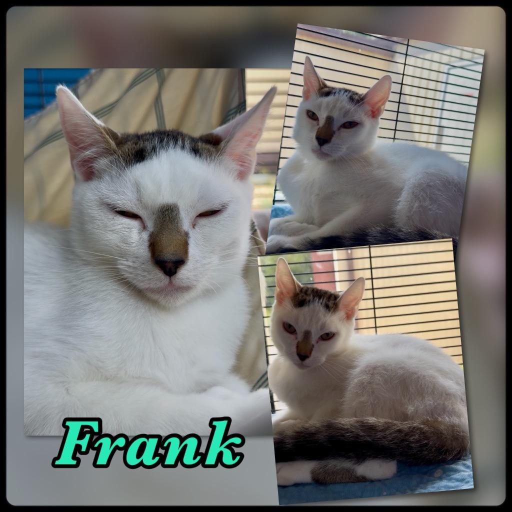 Frank, Adoptable, Kitten Male Domestic Short Hair.