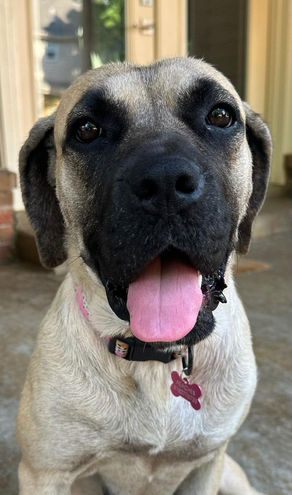 Peaches, a Adopted Mastiff in Edmond, OK image 1/3
