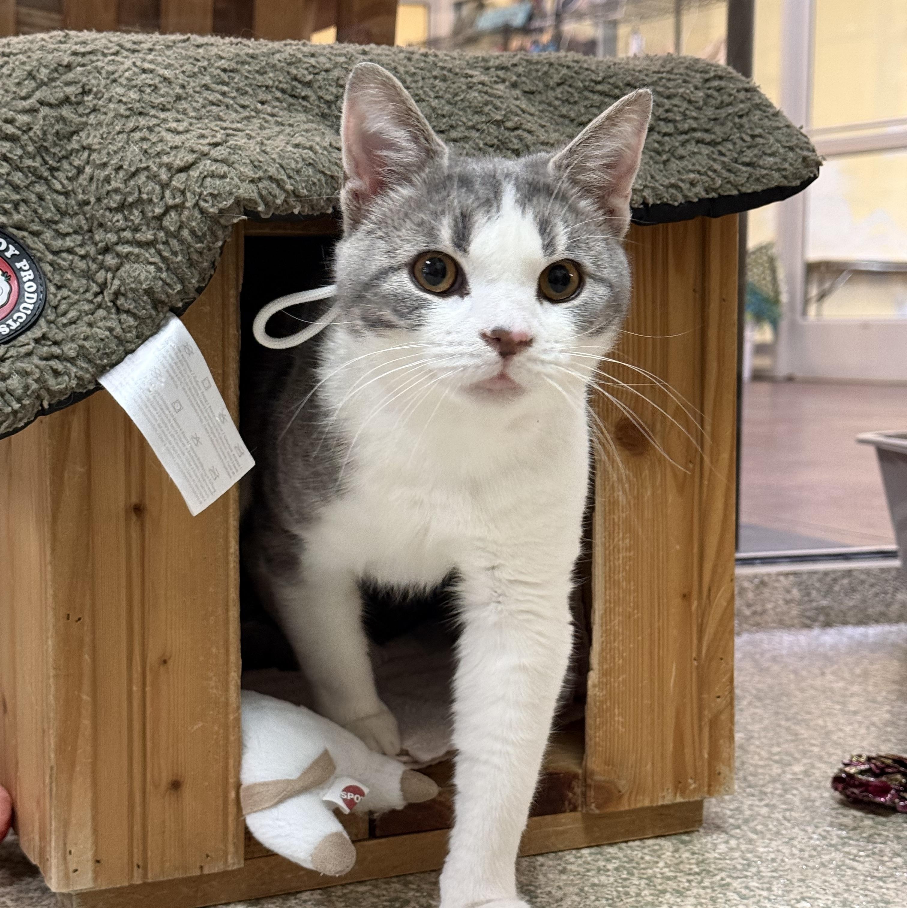 Enlarge Creedence, a ADOPTABLE Domestic Short Hair in Brownsville, VT image 1/1