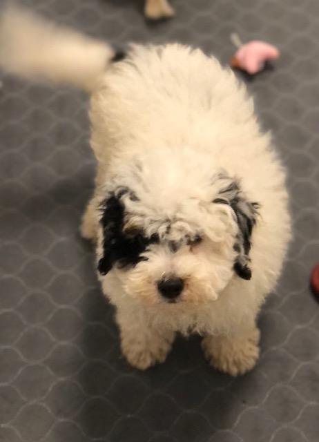 Tootles, ADOPTABLE, Puppy Male Poodle & Cocker Spaniel.