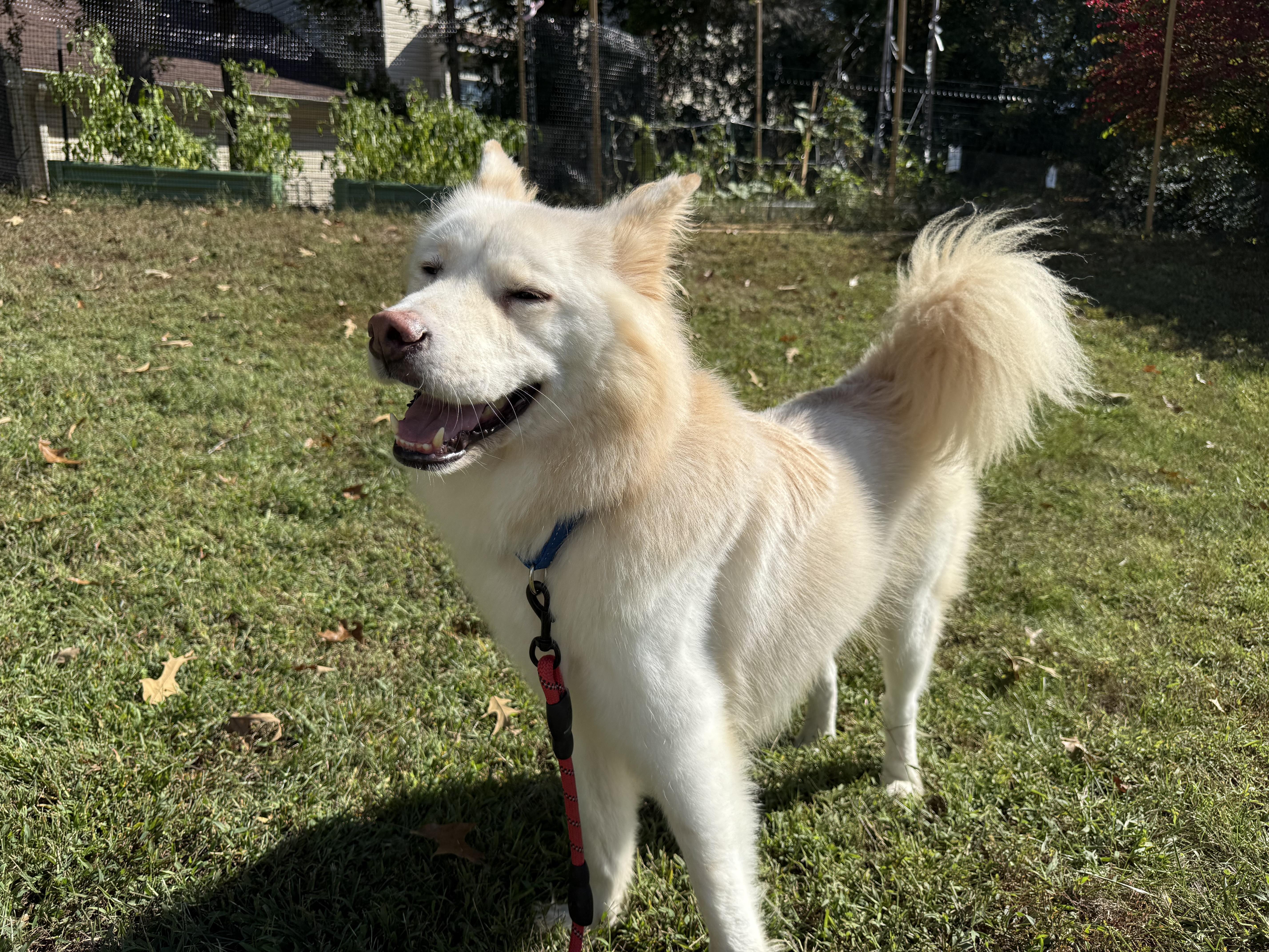 Casper, an adoptable Samoyed in Centreville, VA, 20120 | Photo Image 4