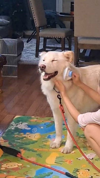 Enlarge Casper, a Adoptable mixed breed in Centreville, VA video 5/6