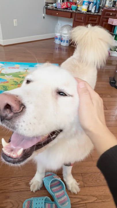 Enlarge Casper, a Adoptable mixed breed in Centreville, VA video 6/6