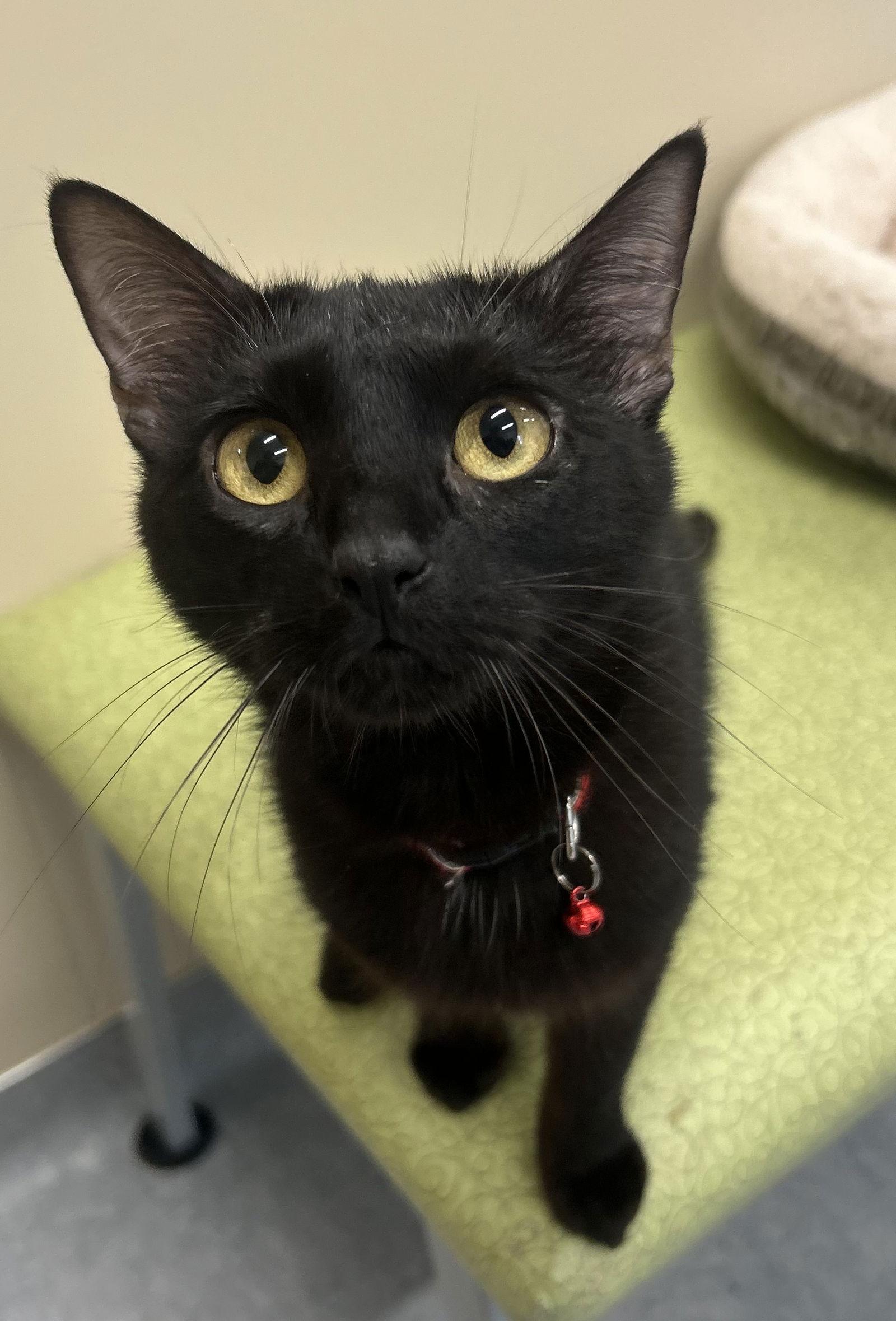 Stella, Adopted, Young Female Domestic Short Hair.