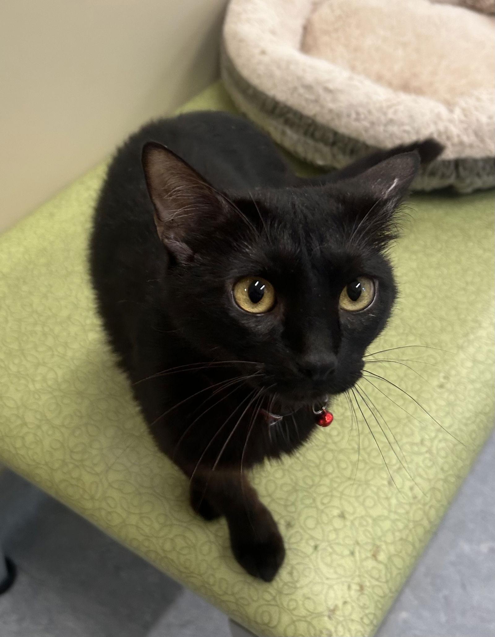 Enlarge Stella, a Adopted Domestic Short Hair in Arlington, VT image 2/3