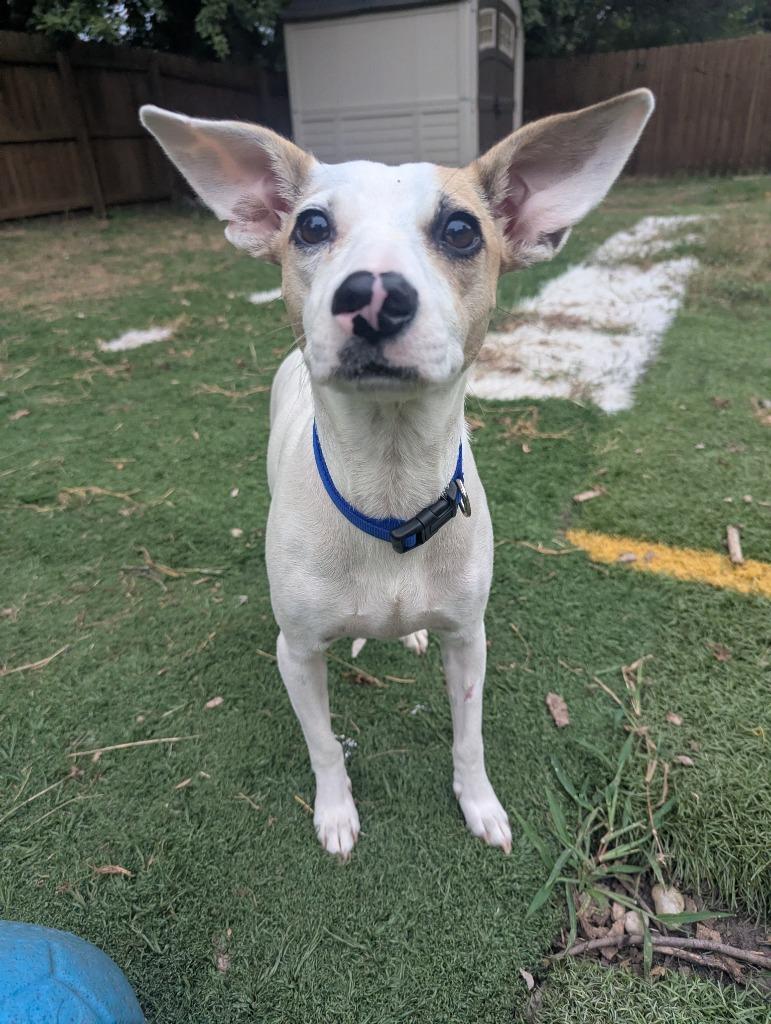 Enlarge Crysta, a Adoptable mixed breed in Indianola, IA image 1/3