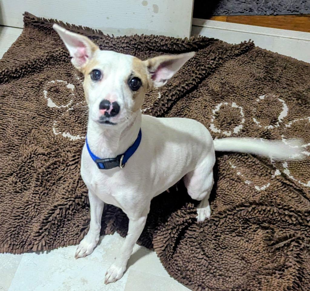 Enlarge Crysta, a Adoptable mixed breed in Indianola, IA image 2/3