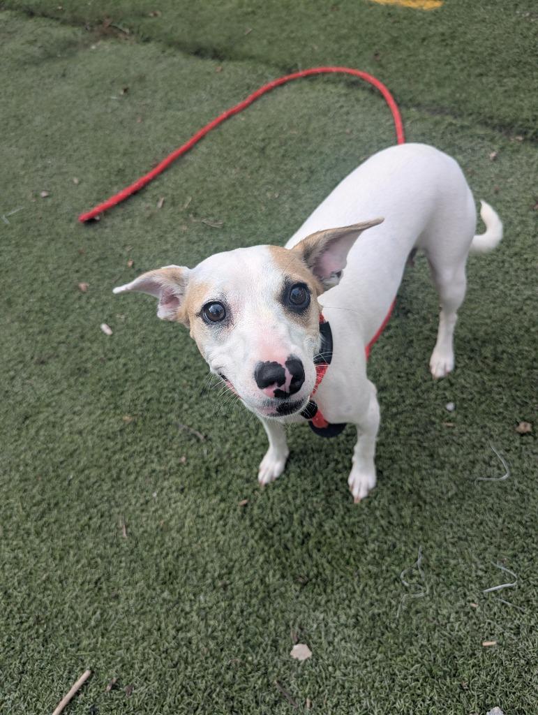 Enlarge Crysta, a Adoptable mixed breed in Indianola, IA image 3/3