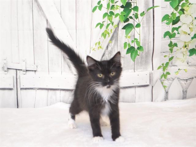 Enlarge TABBY, a Adoptable Domestic Long Hair in Oroville, CA image 1/1