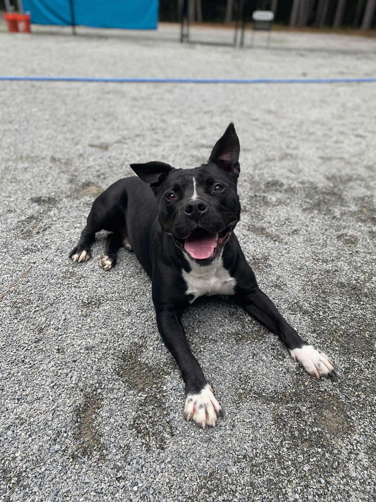 Enlarge Lucas, a Adoptable mixed breed in Emporia, VA image 2/4
