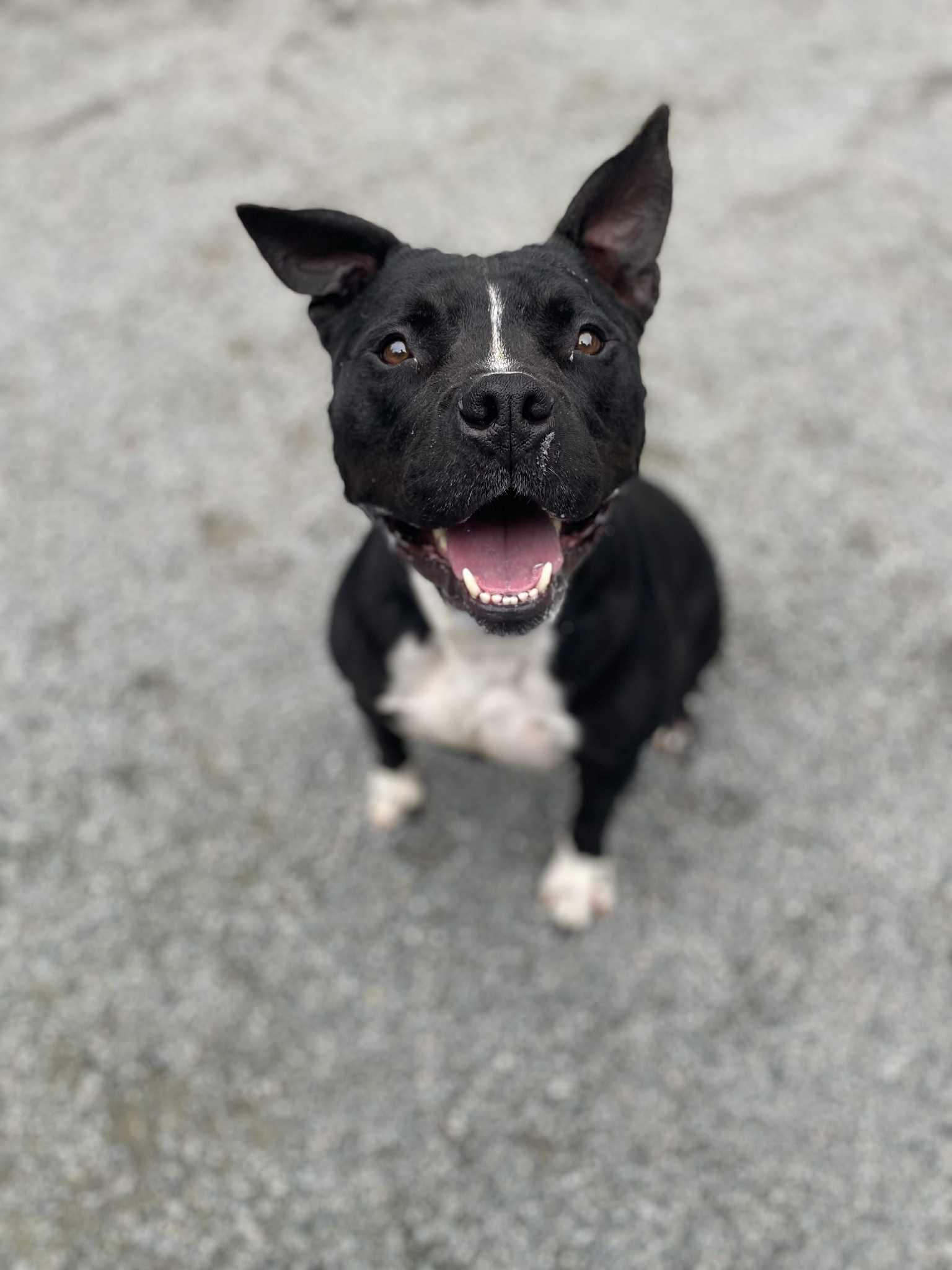 Enlarge Lucas, a Adoptable mixed breed in Emporia, VA image 3/4