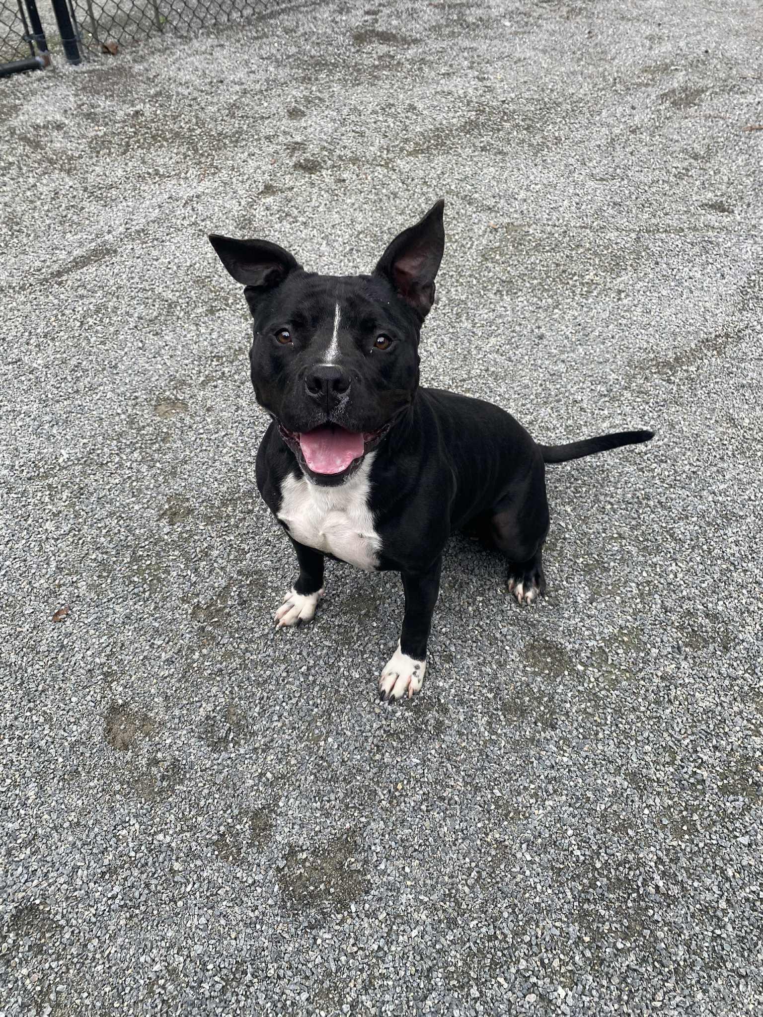 Enlarge Lucas, a Adoptable mixed breed in Emporia, VA image 4/4