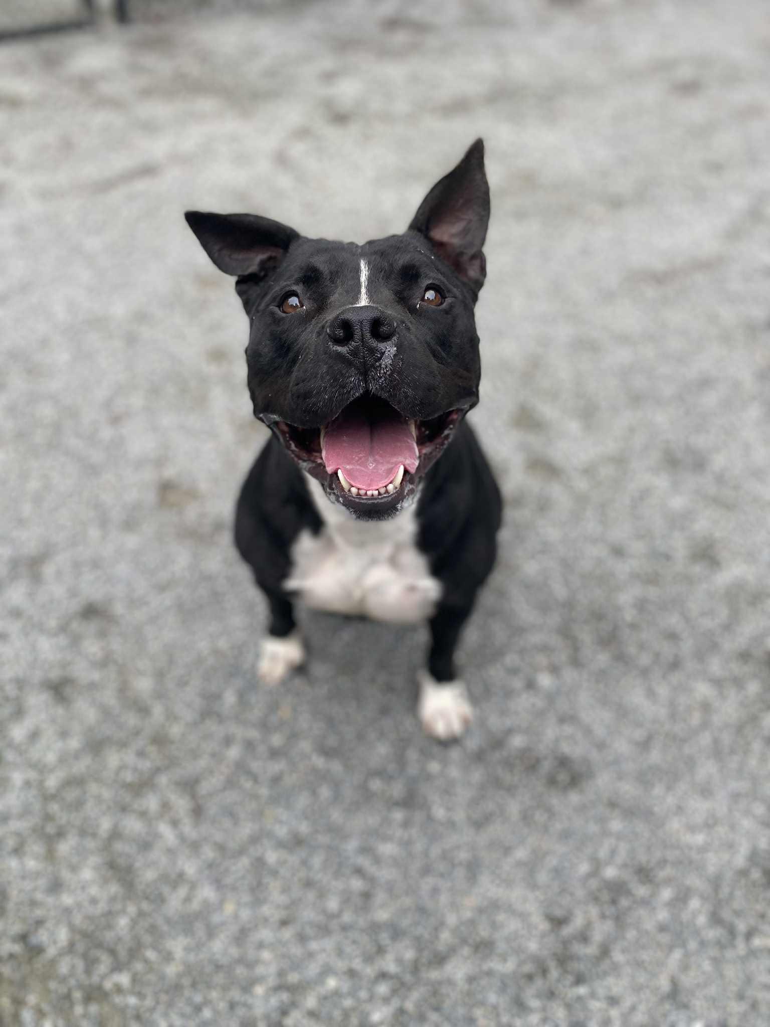 Enlarge Lucas, a Adoptable mixed breed in Emporia, VA image 1/4