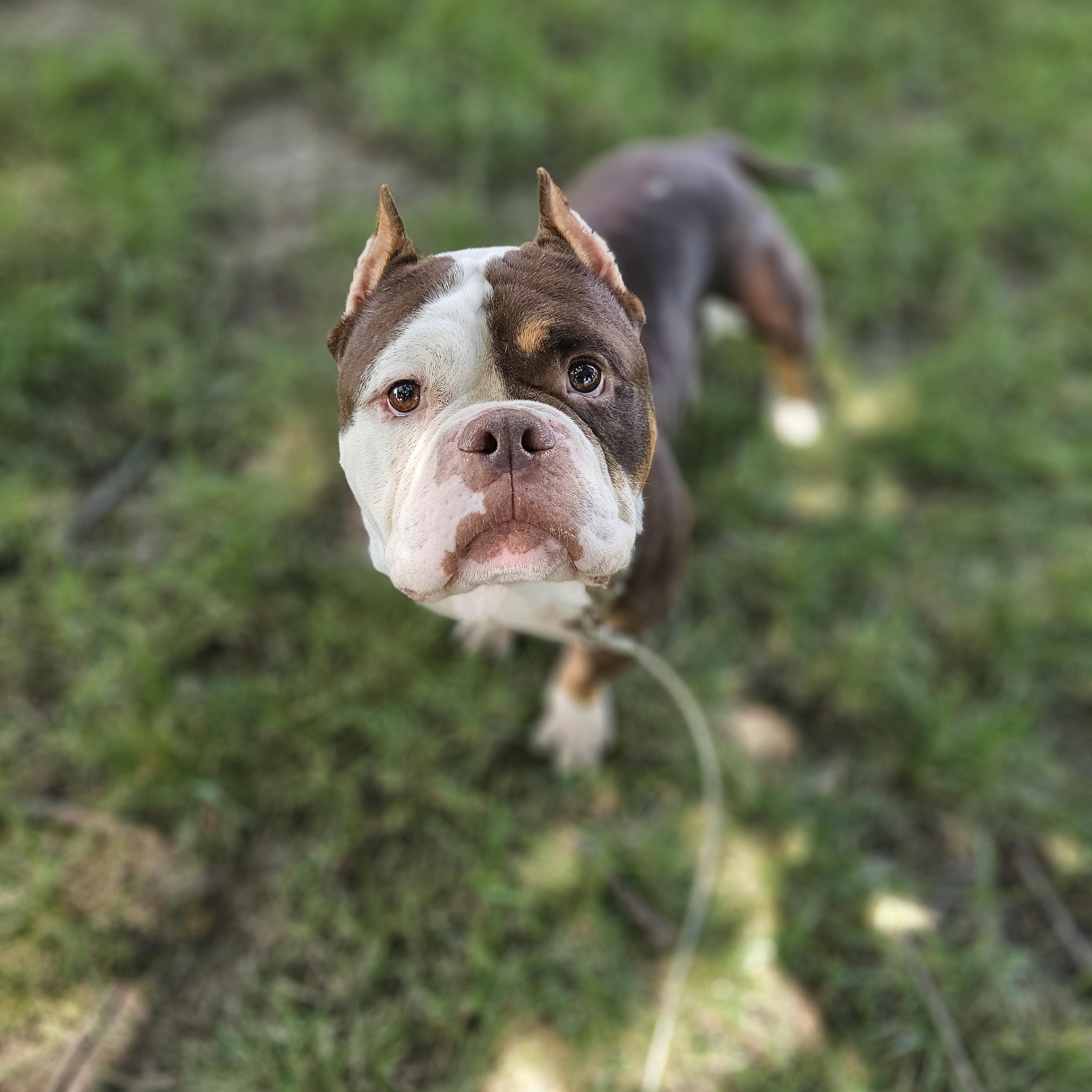 Mondo so il, Adoptable, Adult Male Bulldog & Pit Bull Terrier.