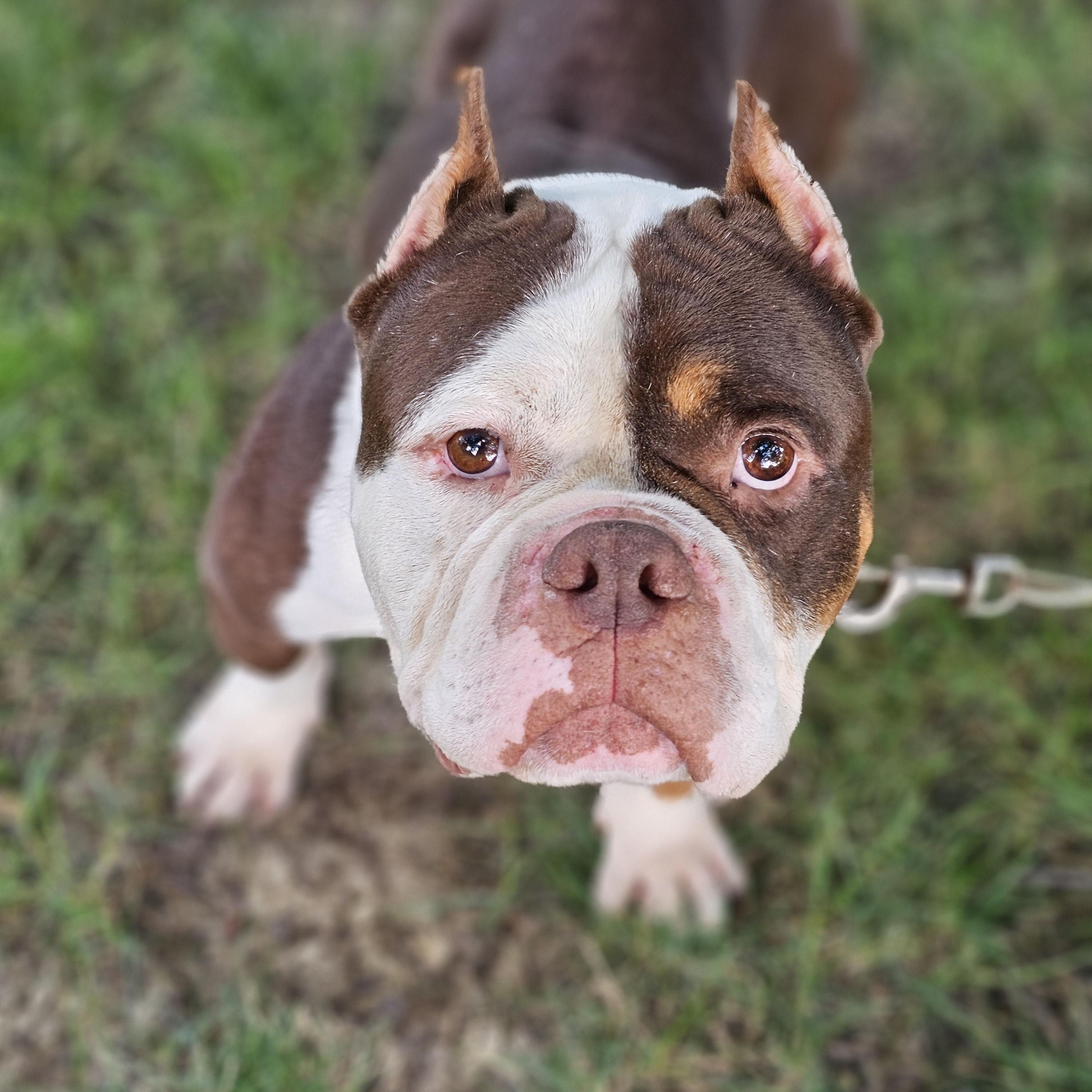 Mondo so il, a Adoptable mixed breed in MURPHYSBORO , IL image 4/6