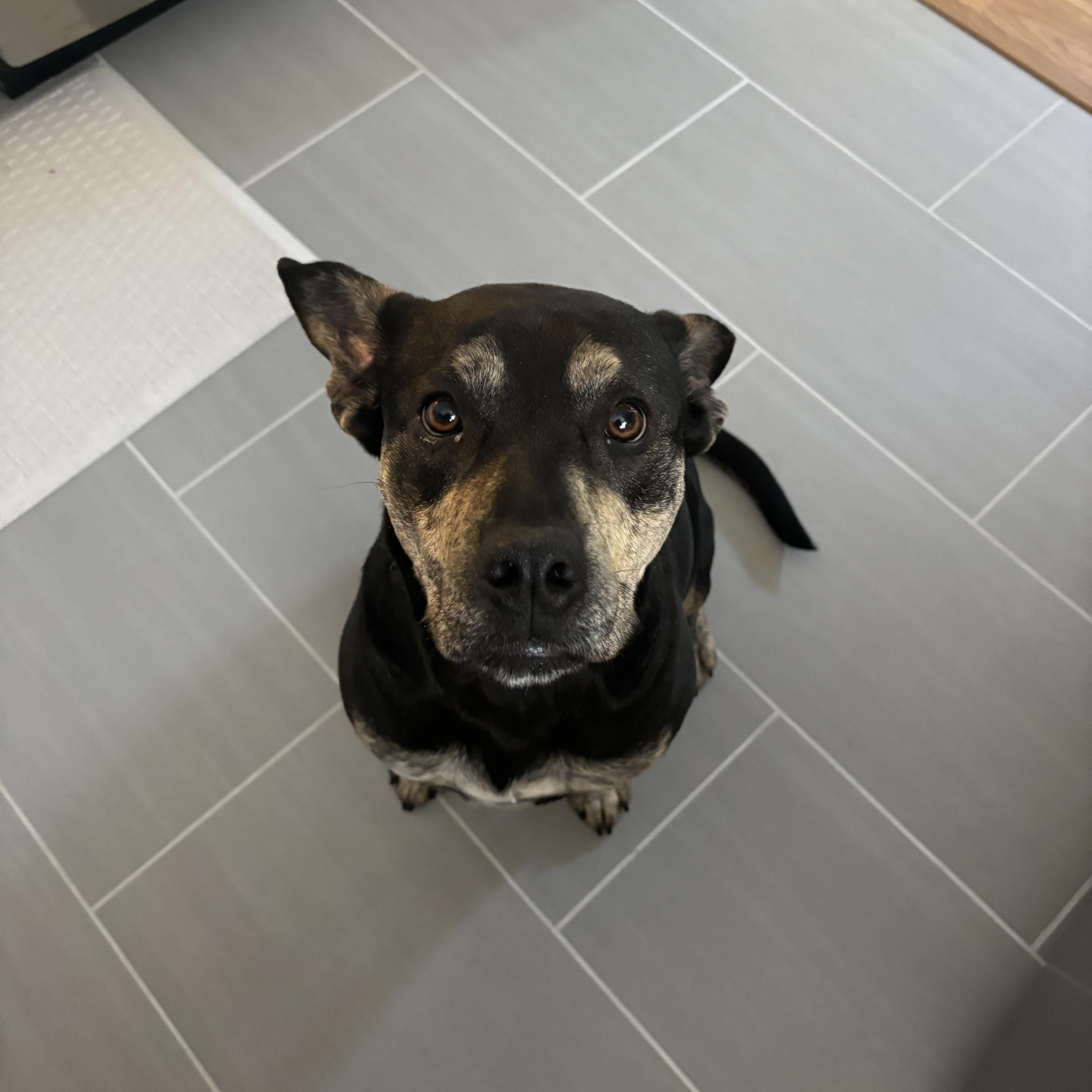 Enlarge Nellie, a Adoptable mixed breed in Watertown, CT image 3/5