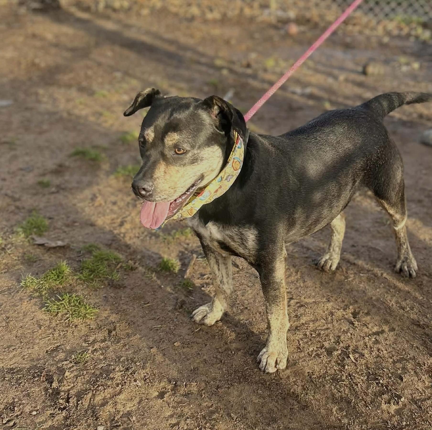 Nellie, a Adoptable mixed breed in Watertown, CT image 5/5