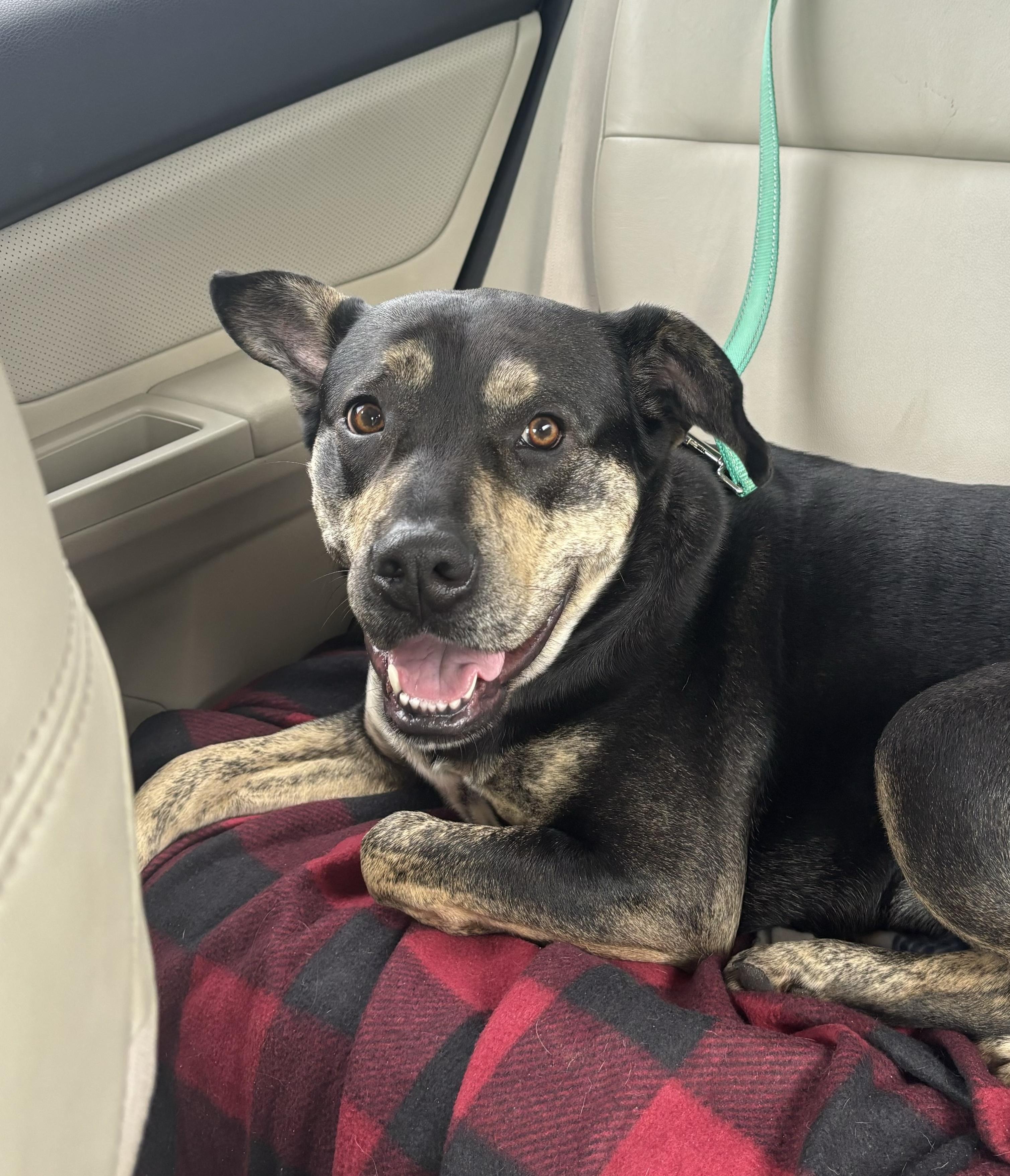 Enlarge Nellie, a Adoptable mixed breed in Watertown, CT image 1/5