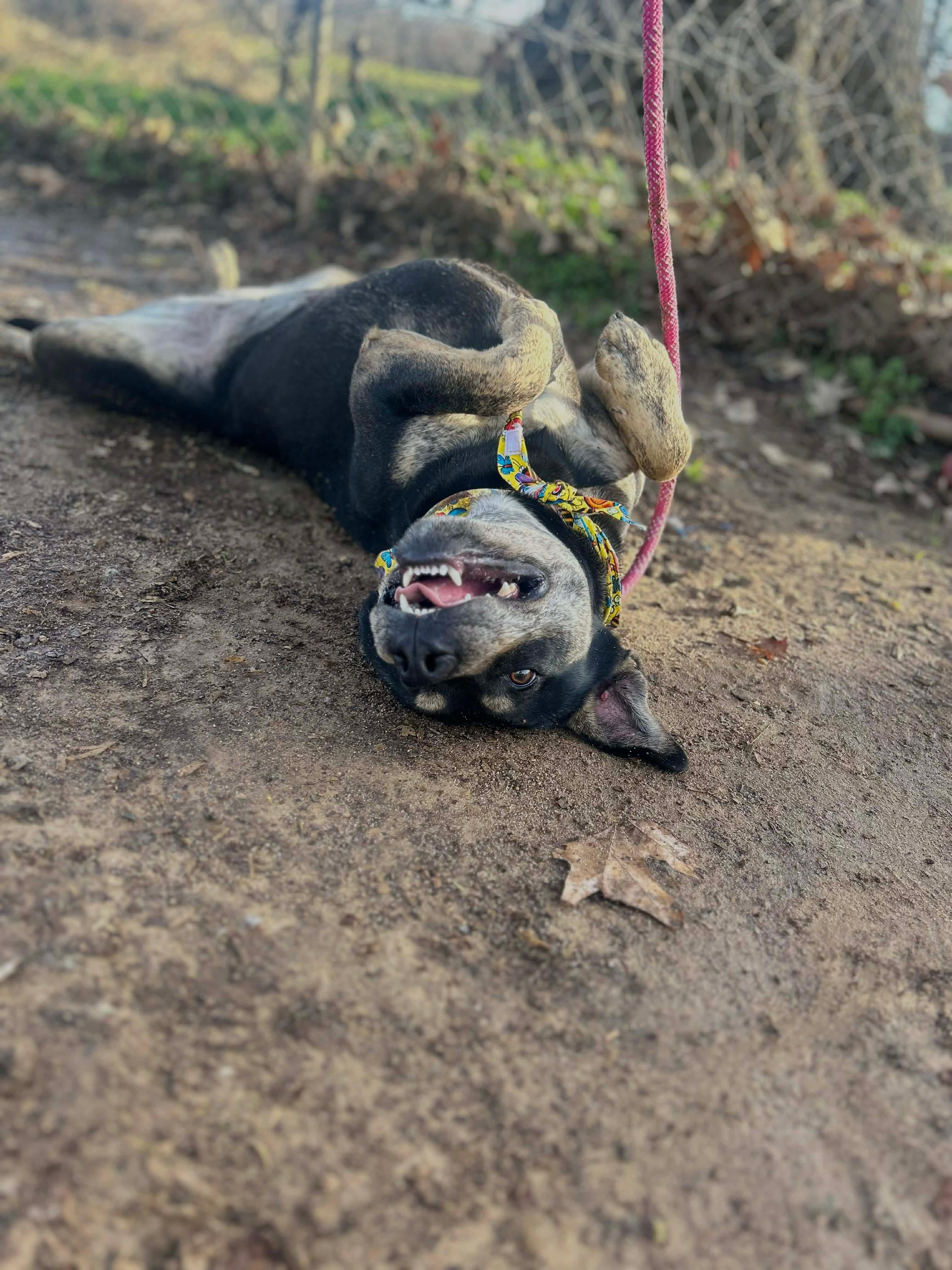 Nellie, a Adoptable mixed breed in Watertown, CT image 4/5
