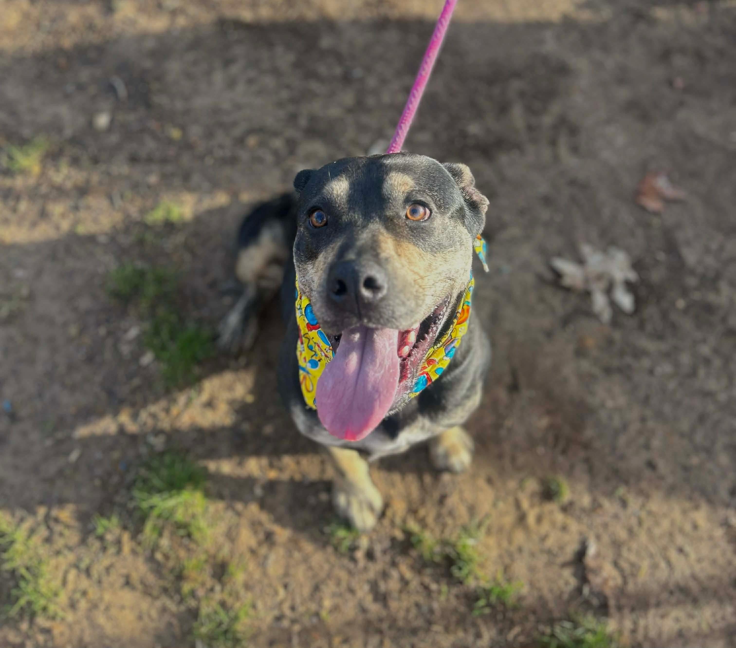 Nellie, a Adoptable mixed breed in Watertown, CT image 1/5