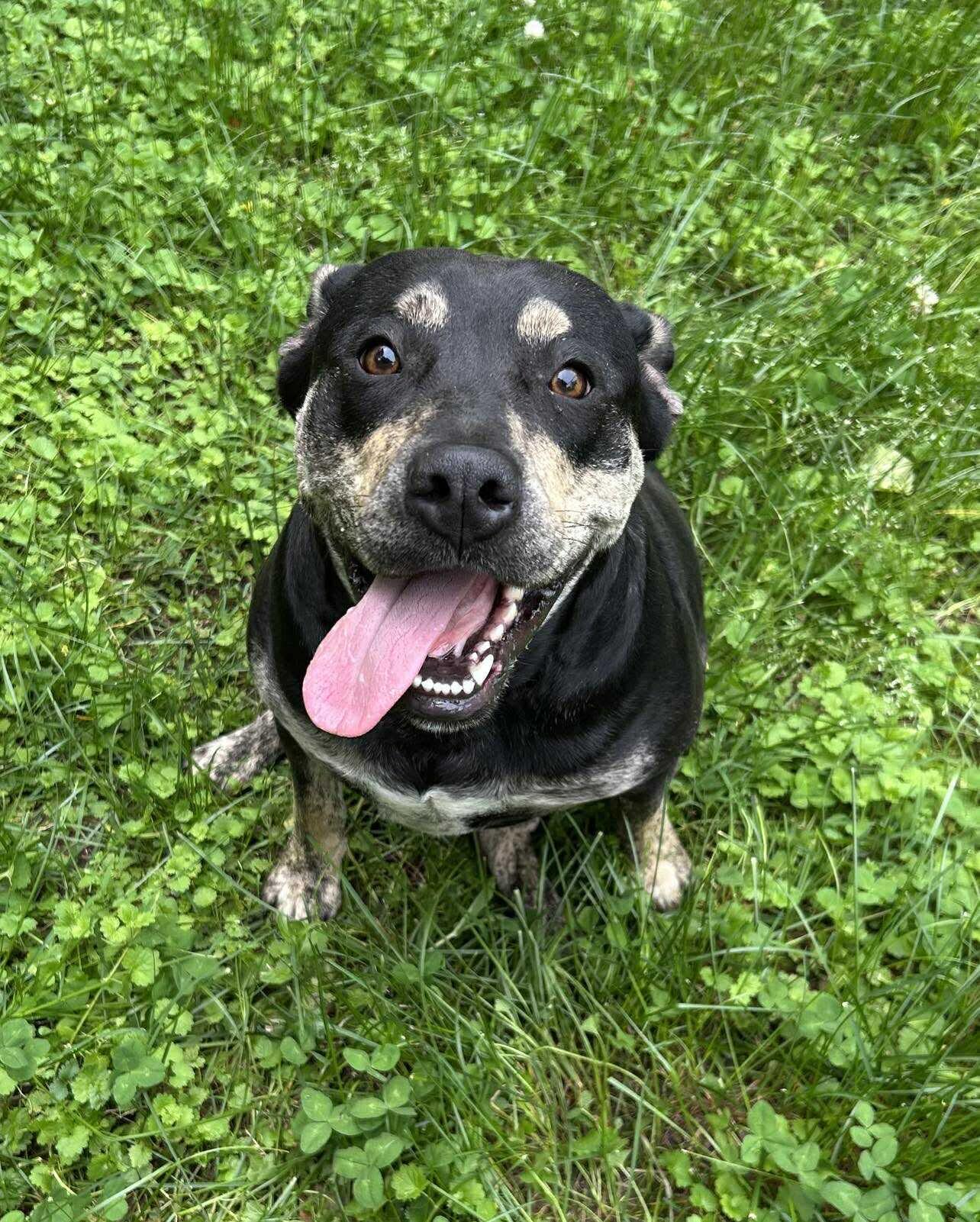 Enlarge Nellie, a Adoptable mixed breed in Watertown, CT image 1/1