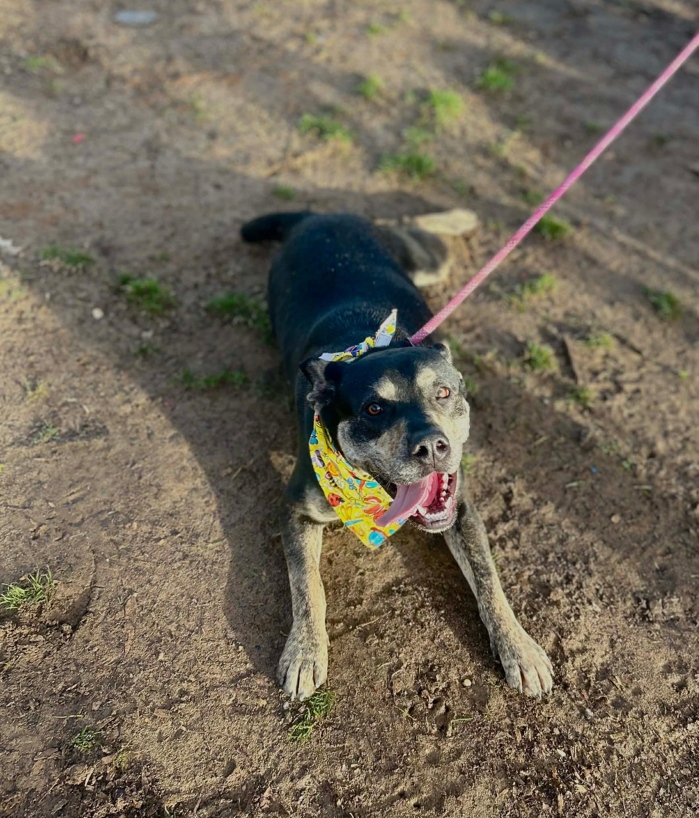 Nellie, a Adoptable mixed breed in Watertown, CT image 3/5