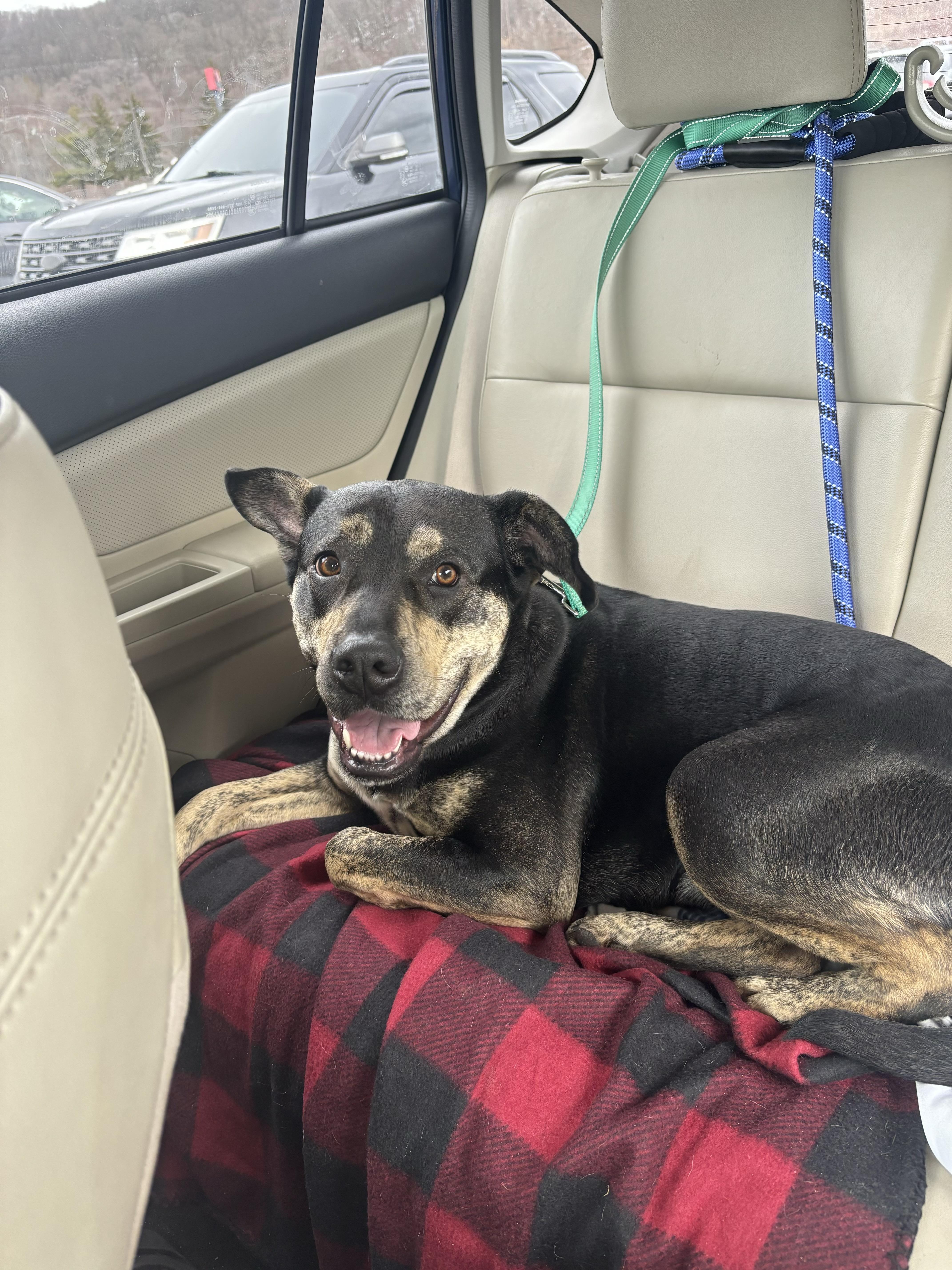 Enlarge Nellie, a Adoptable mixed breed in Watertown, CT image 4/5