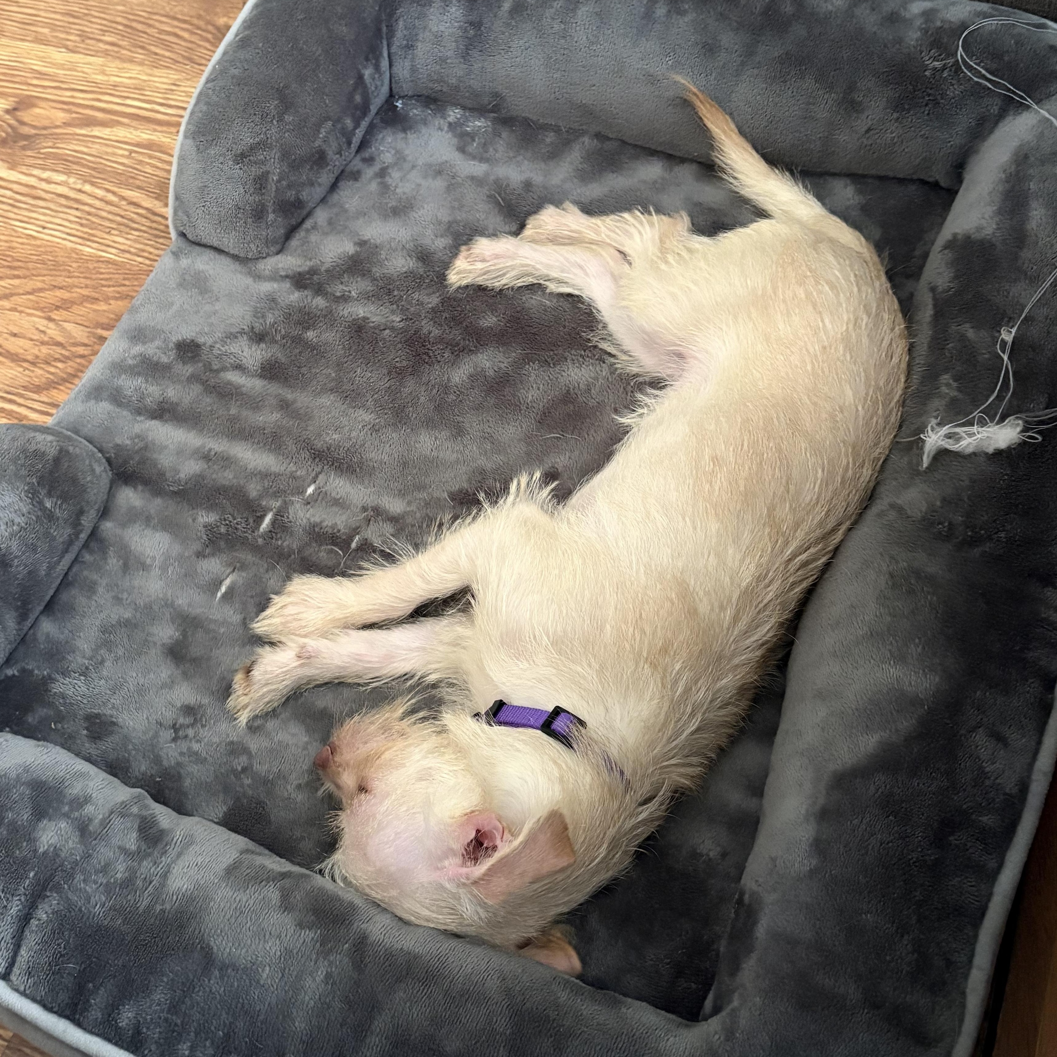 Enlarge Dahlia, an adopted mixed breed in Cornelius, NC image 4/5